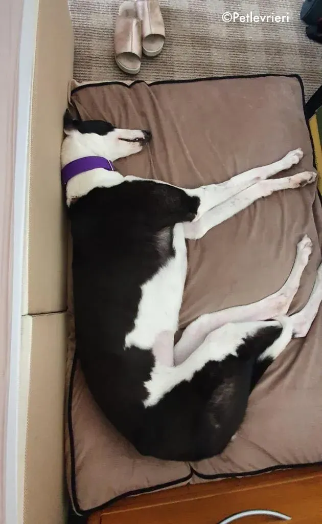 iris adozione levrieri greyhound 7 1