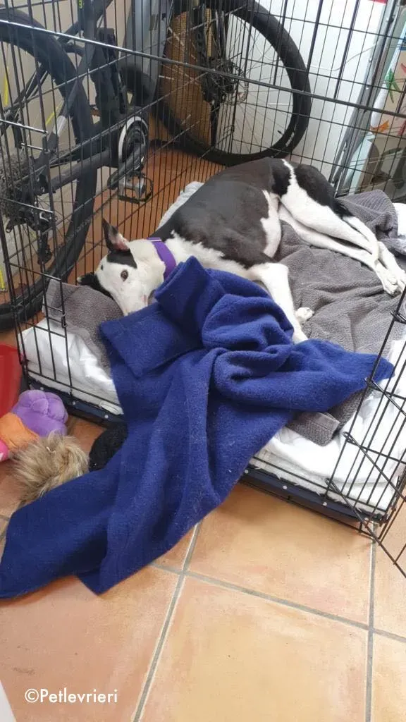 iris adozione levrieri greyhound 8 1