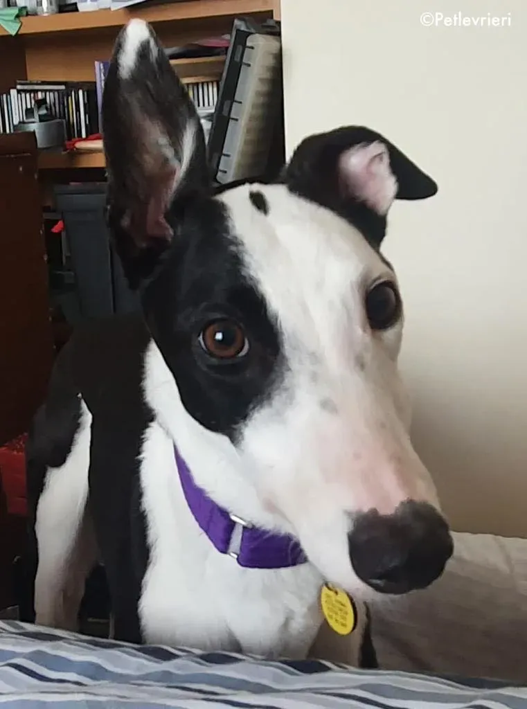 iris adozione levrieri greyhound 9 1