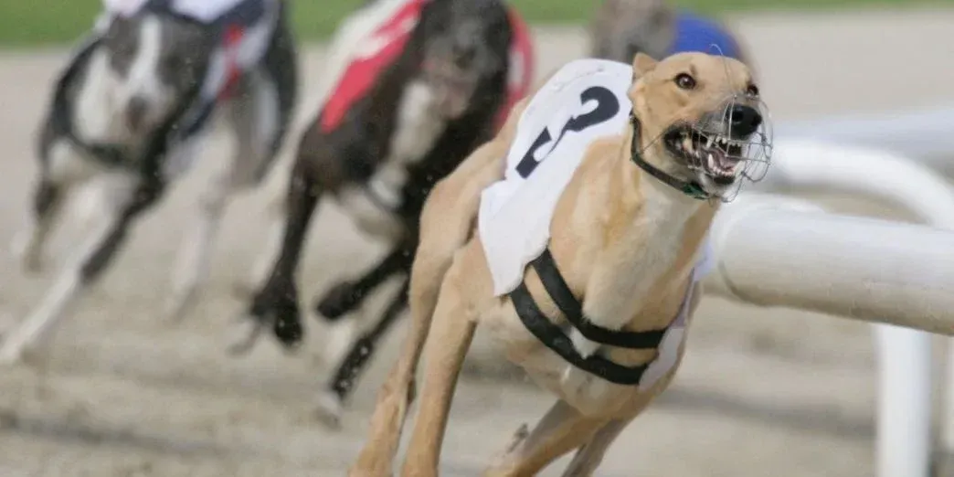 irish greyhound industry in major decline