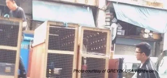 irish greyhounds china 2 640x300