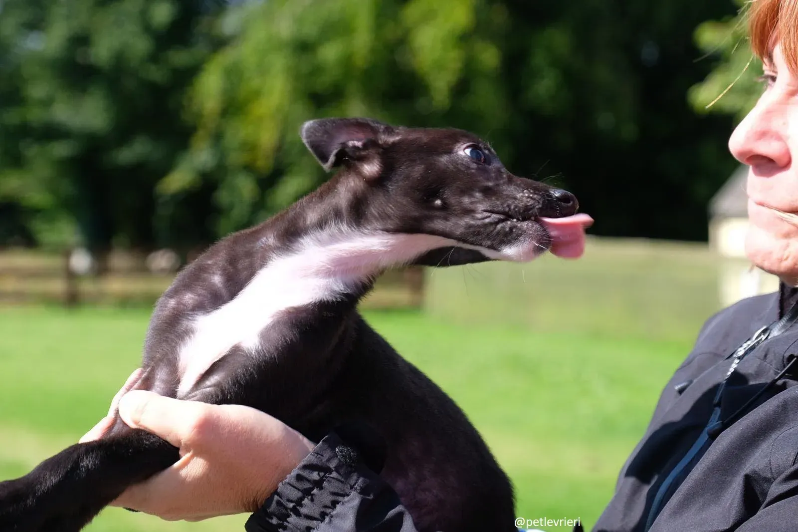 isabel adozione lurcher 1 1