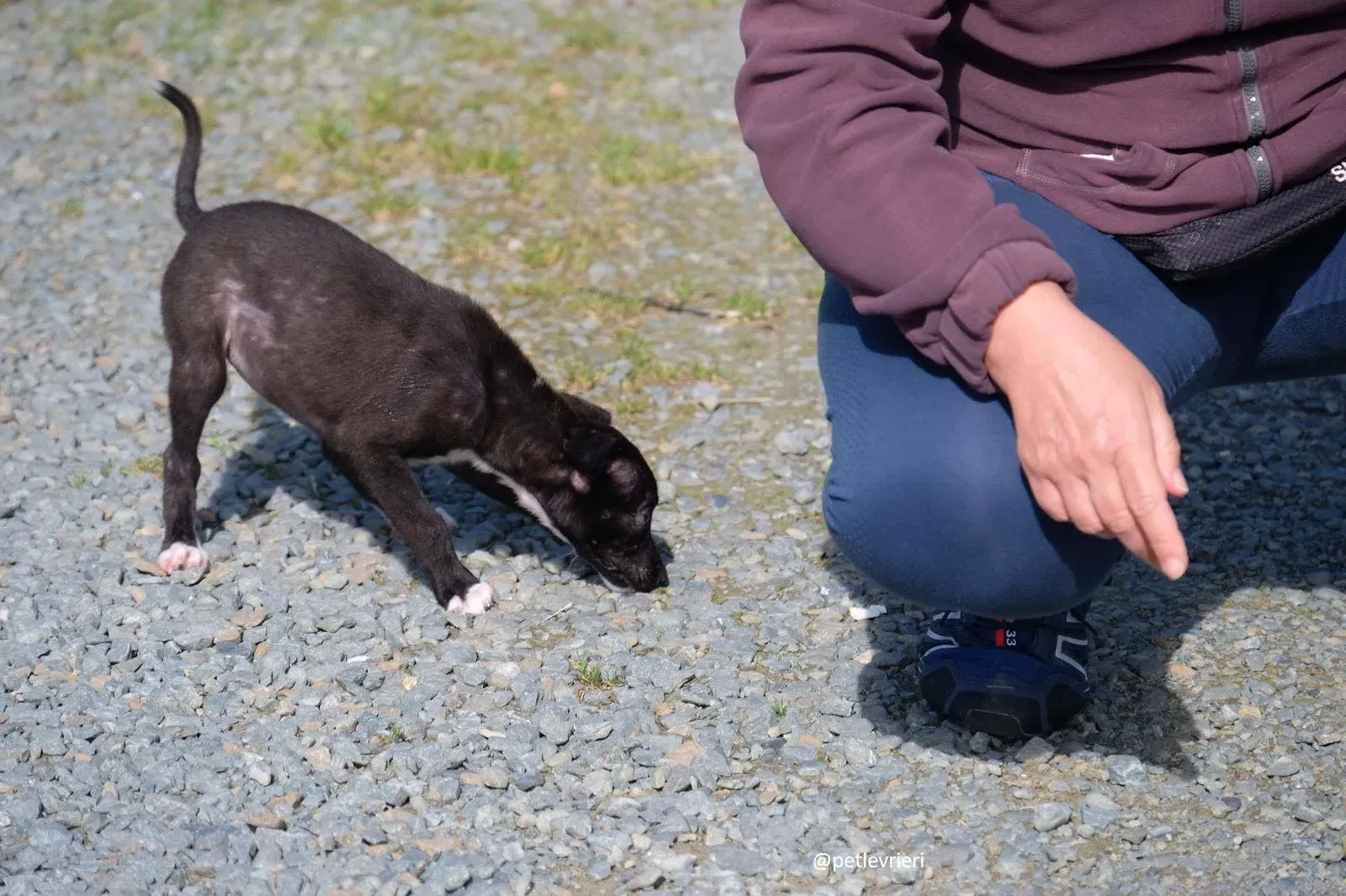 isabel adozione lurcher 10