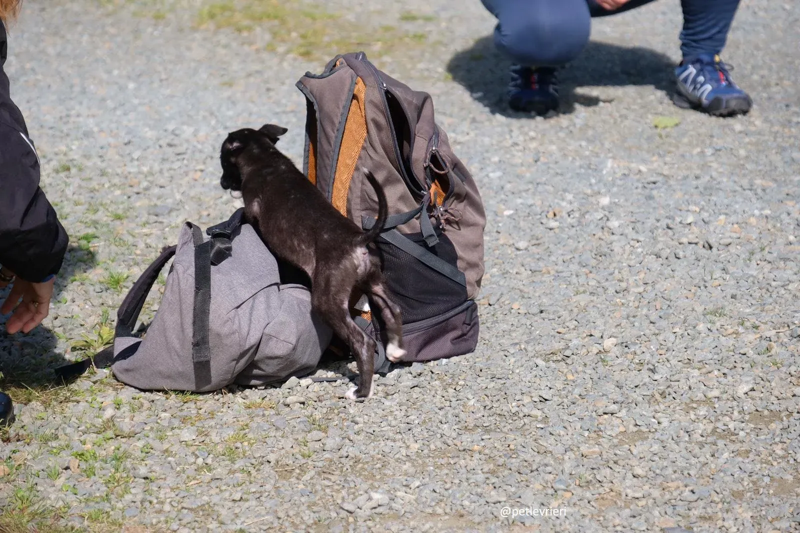 isabel adozione lurcher 11