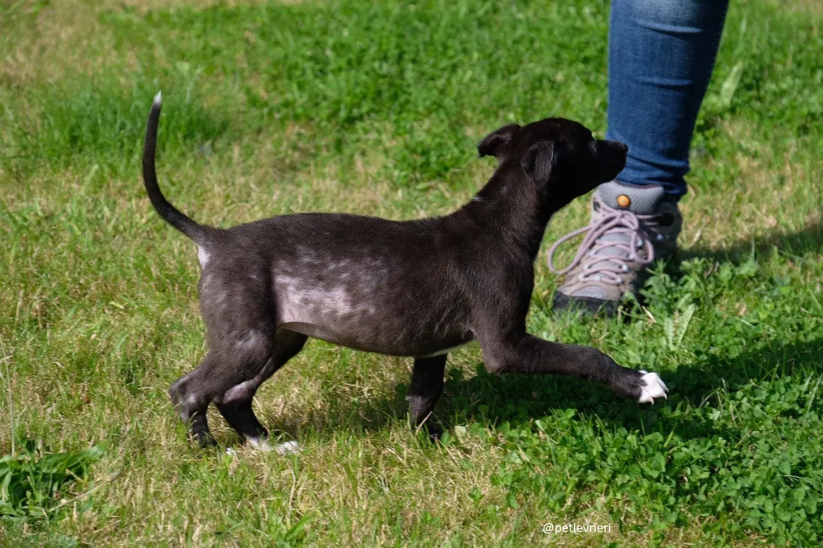 isabel adozione lurcher 12