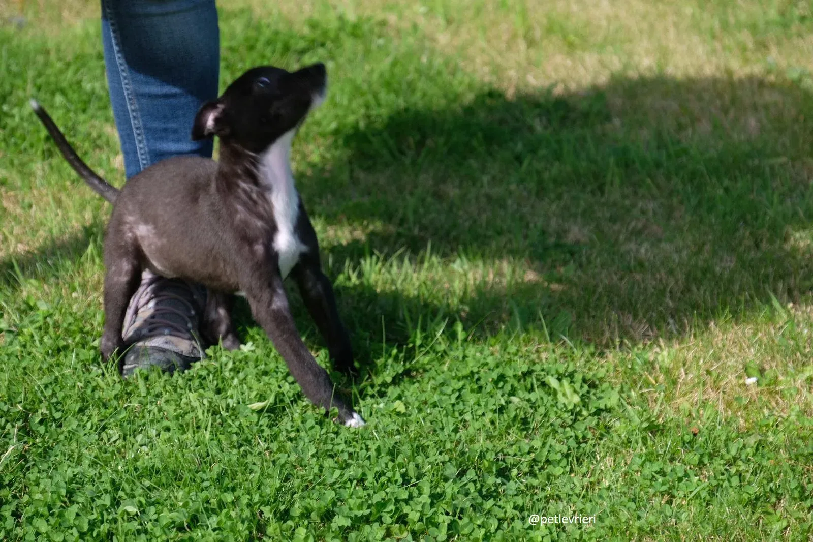 isabel adozione lurcher 13