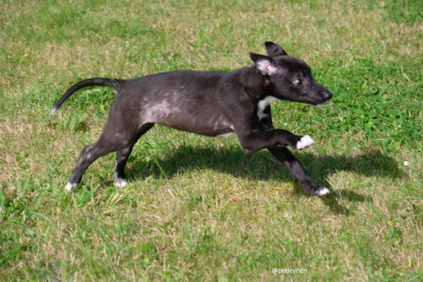 isabel adozione lurcher 14