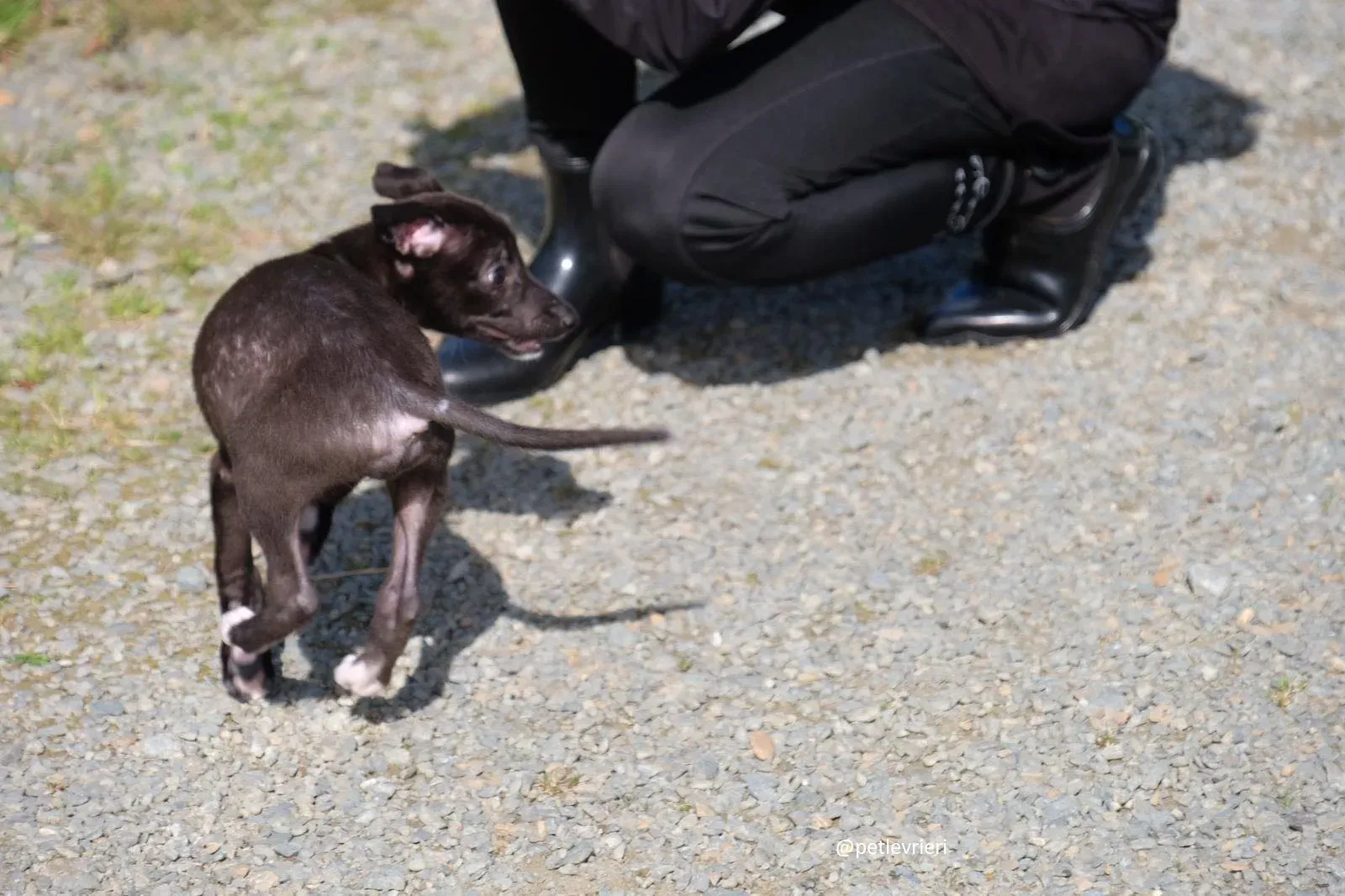isabel adozione lurcher 15