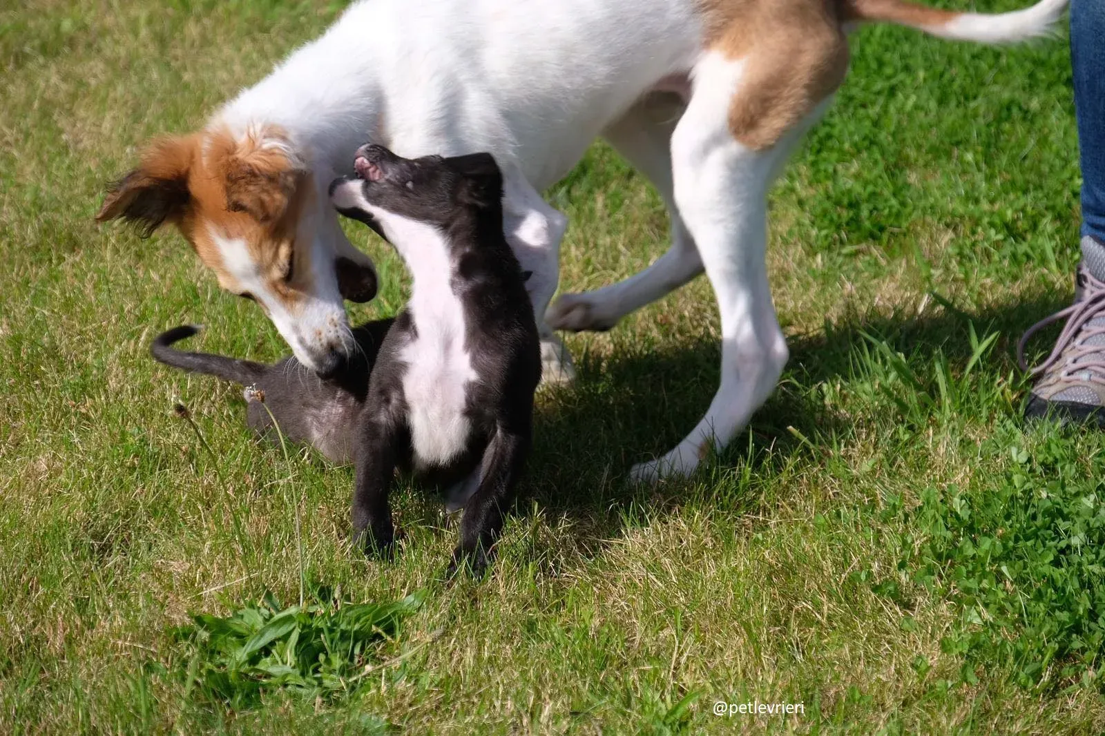 isabel adozione lurcher 16