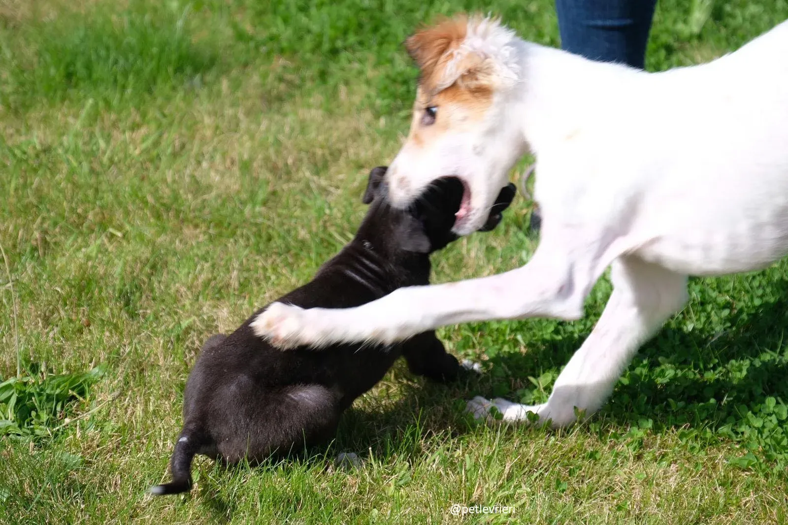 isabel adozione lurcher 17