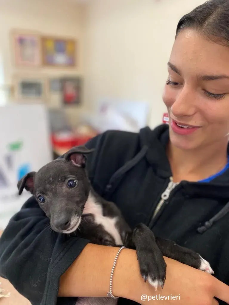 isabel adozione lurcher 19