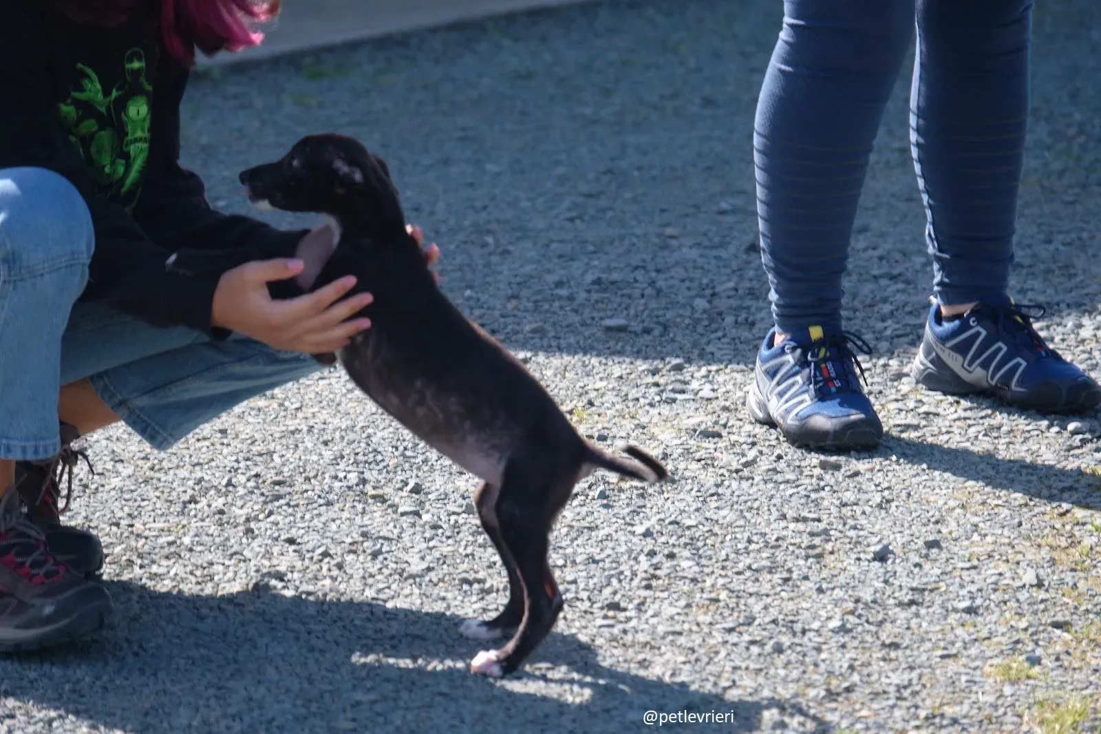 isabel adozione lurcher 2