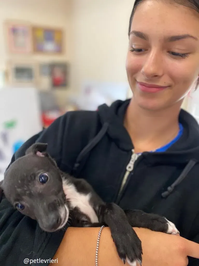 isabel adozione lurcher 20