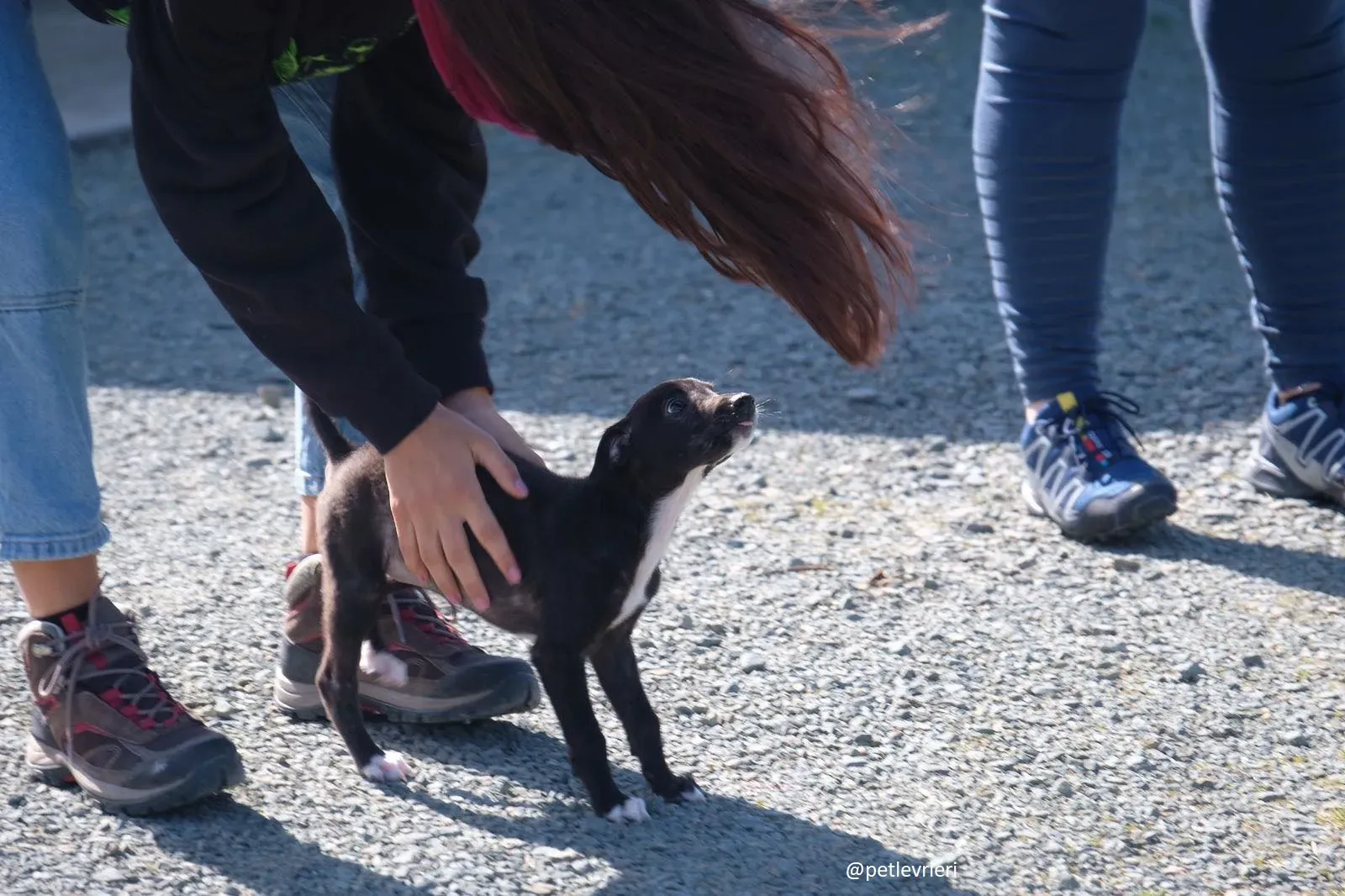 isabel adozione lurcher 3