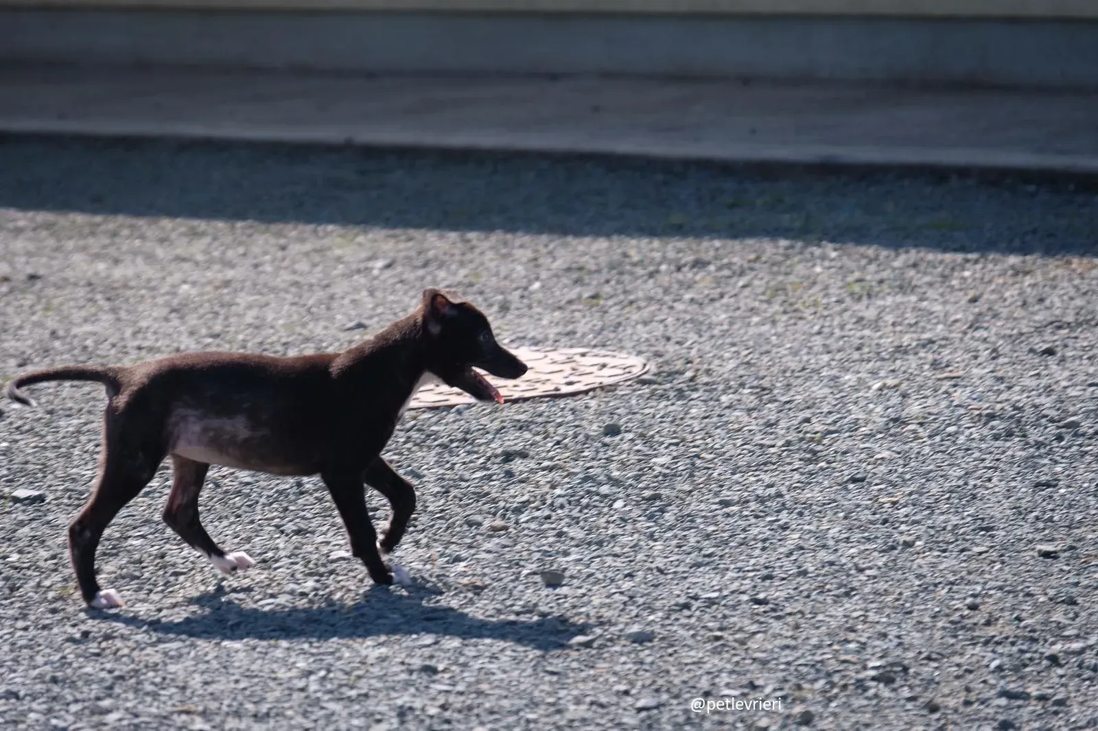 isabel adozione lurcher 4