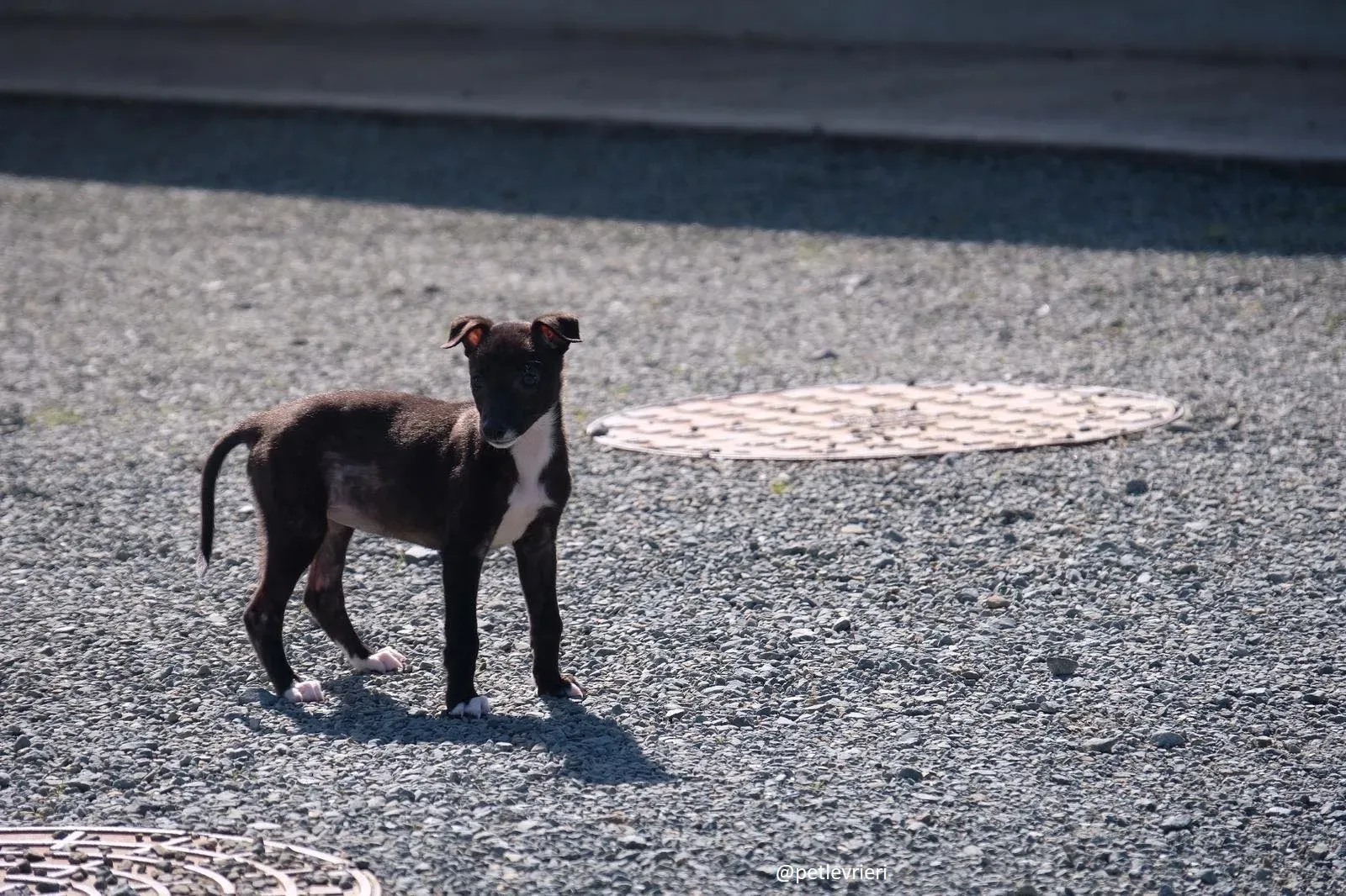 isabel adozione lurcher 5