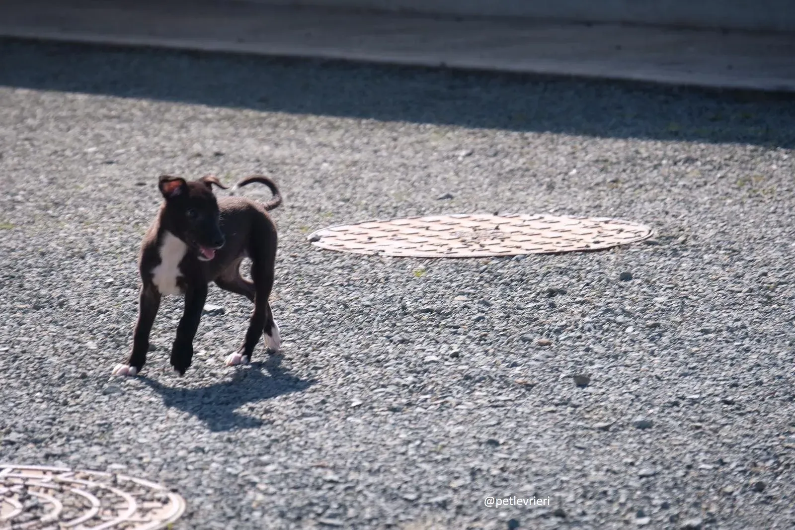 isabel adozione lurcher 6