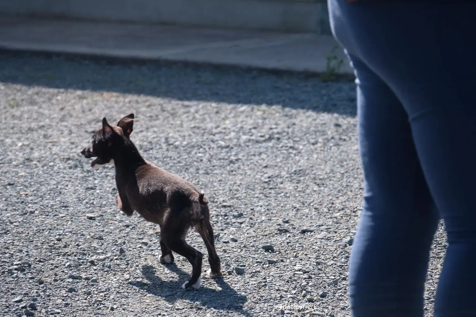 isabel adozione lurcher 7