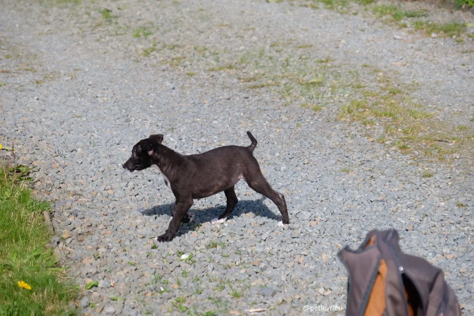 isabel adozione lurcher 8