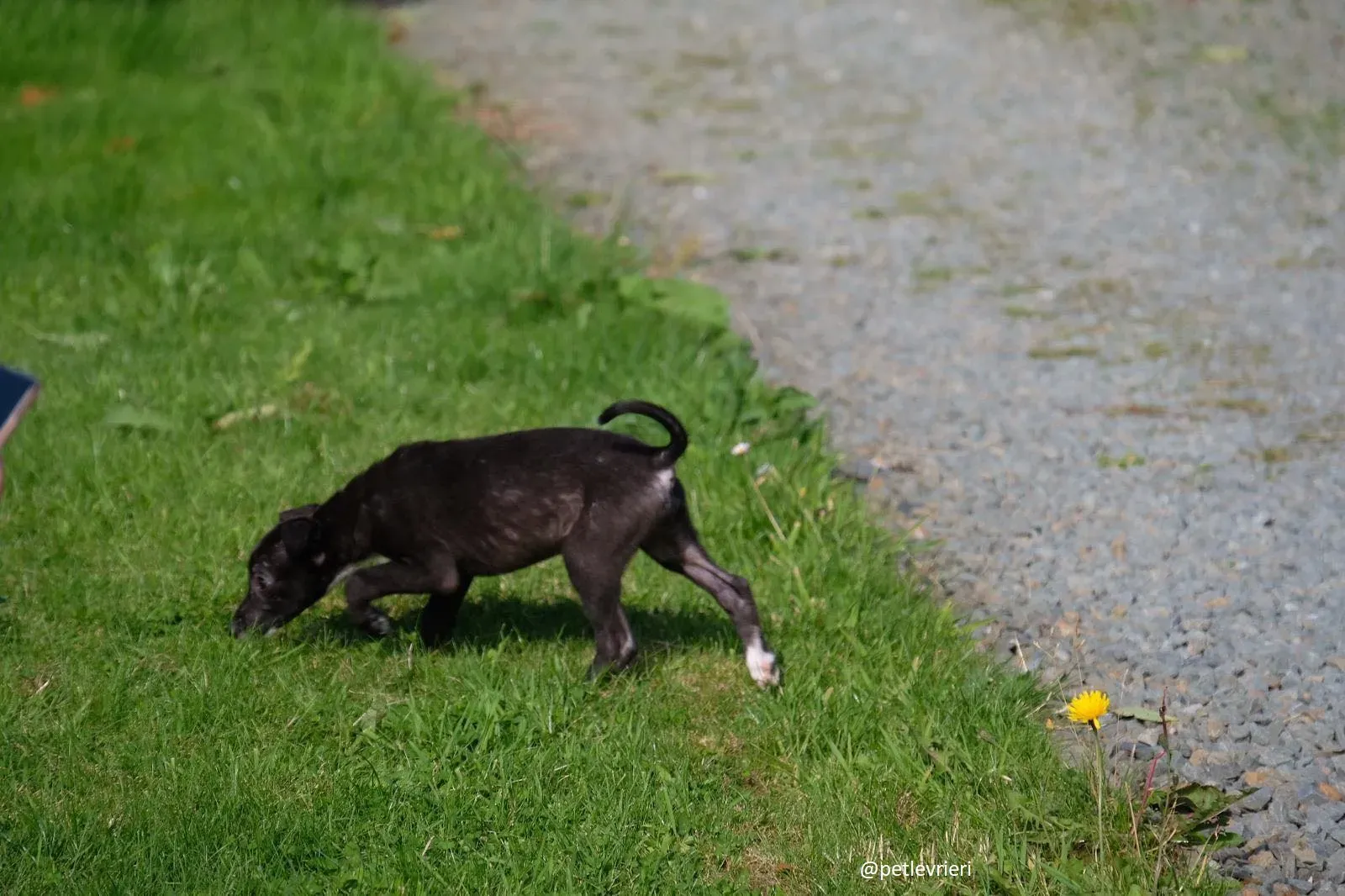 isabel adozione lurcher 9