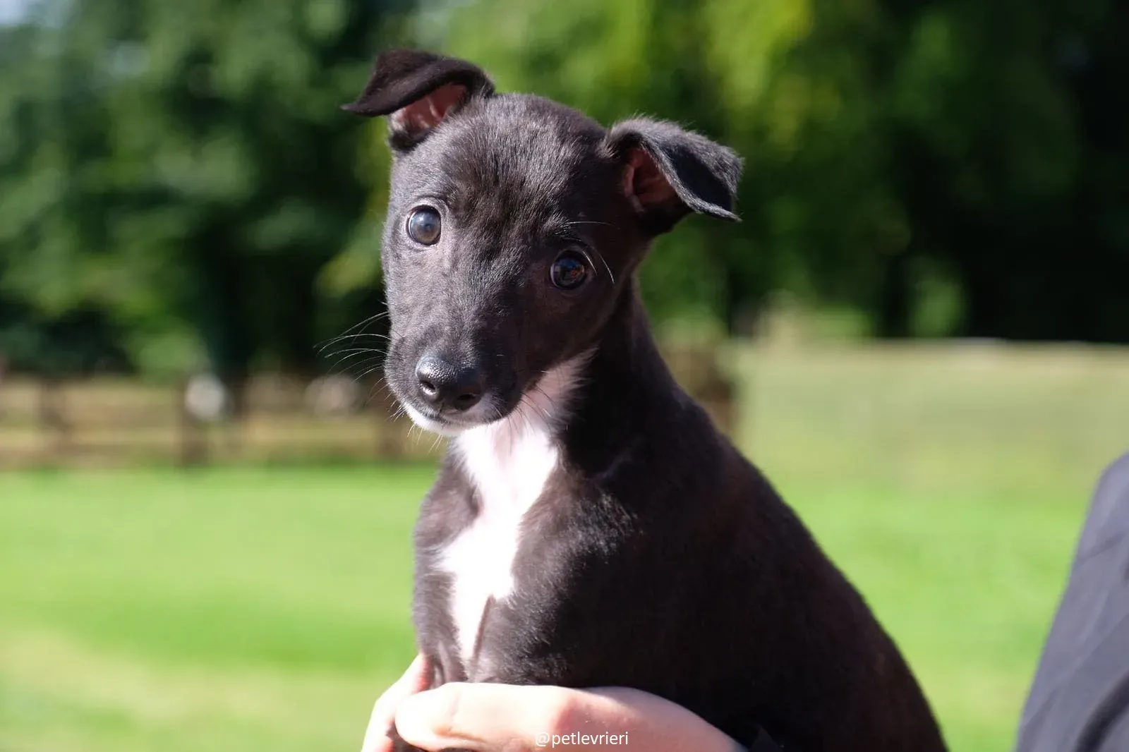 isabel adozione lurcher
