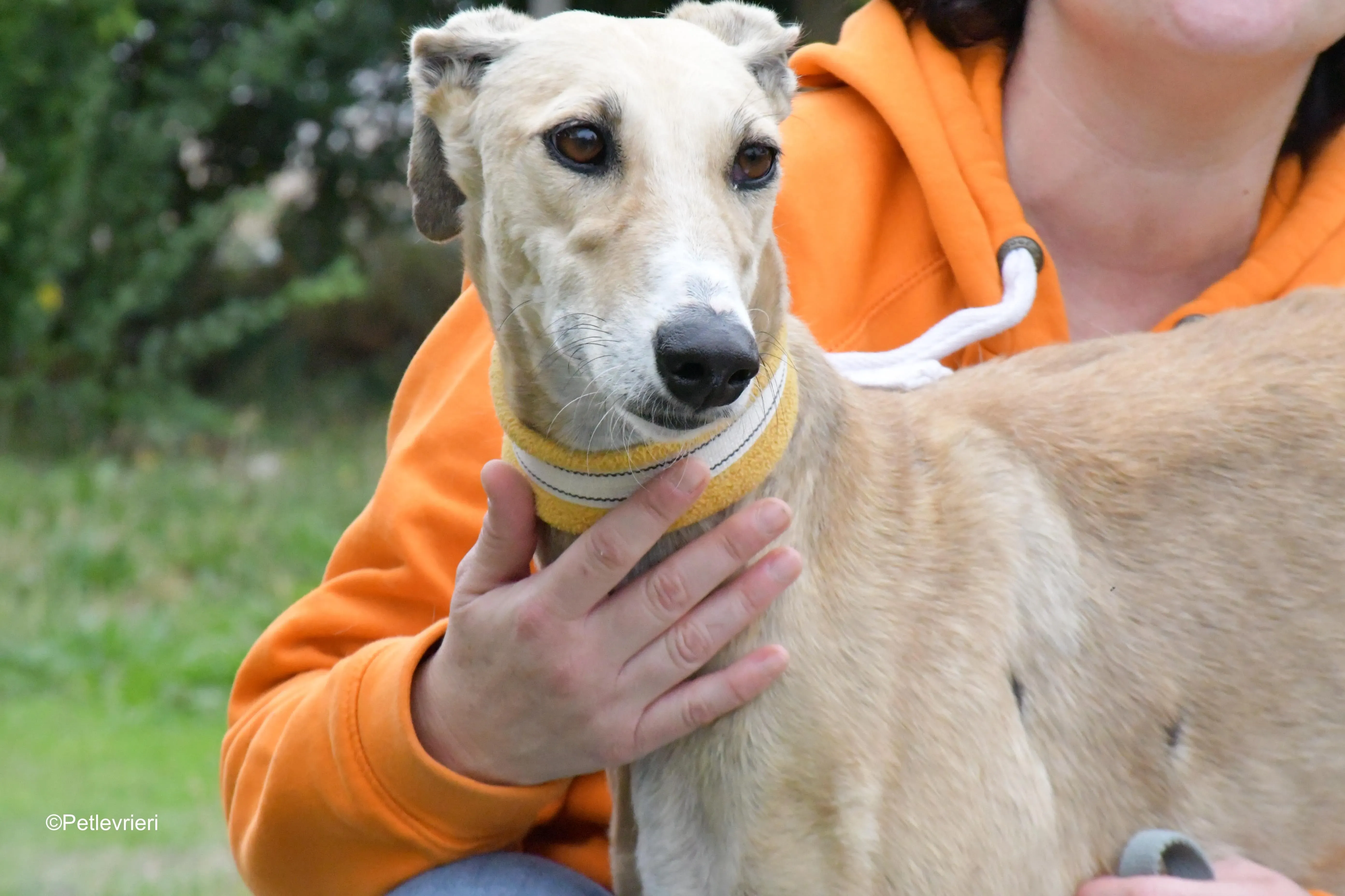 isabela adozione levrieri galgo 1