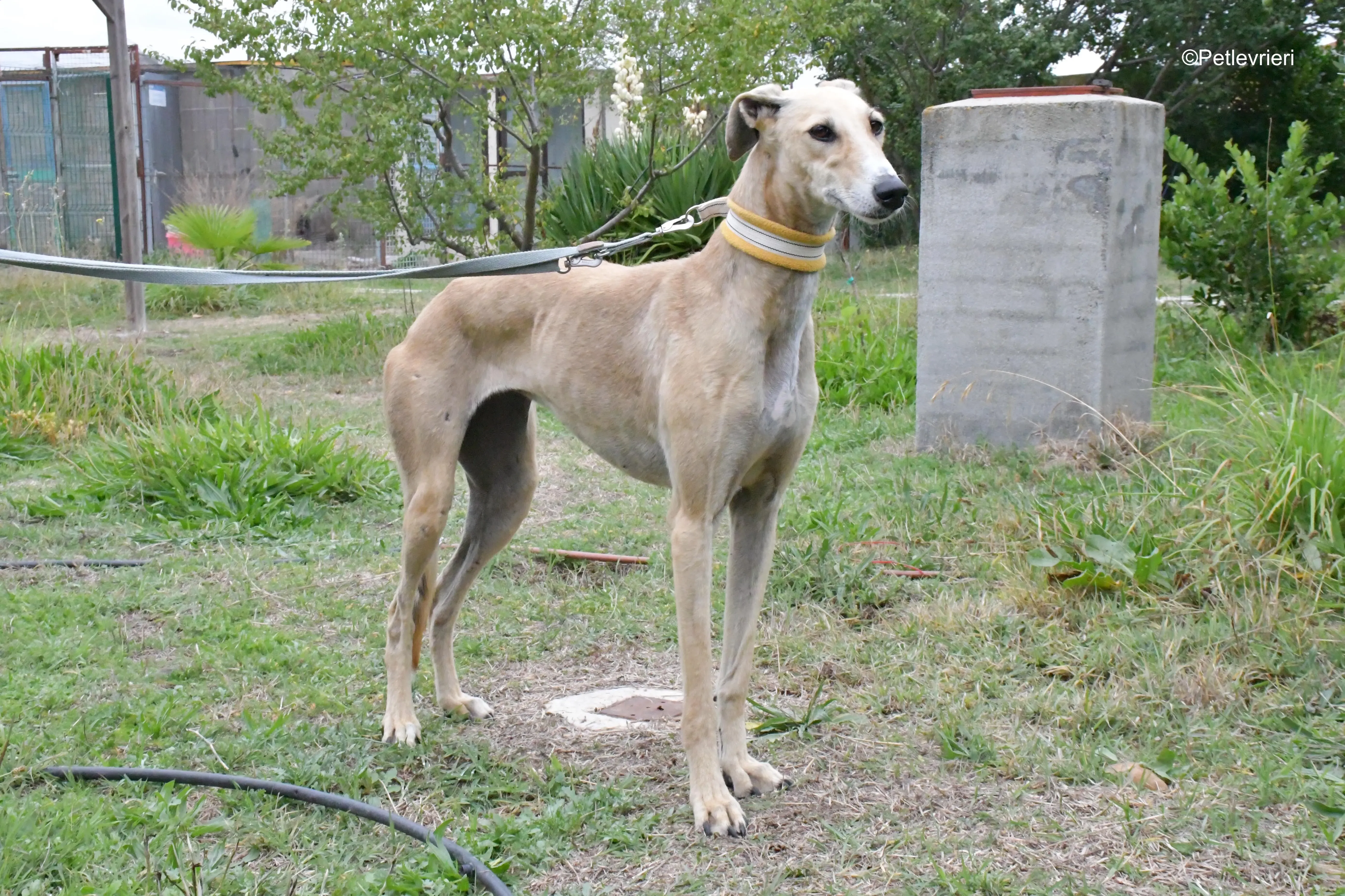 isabela adozione levrieri galgo 10