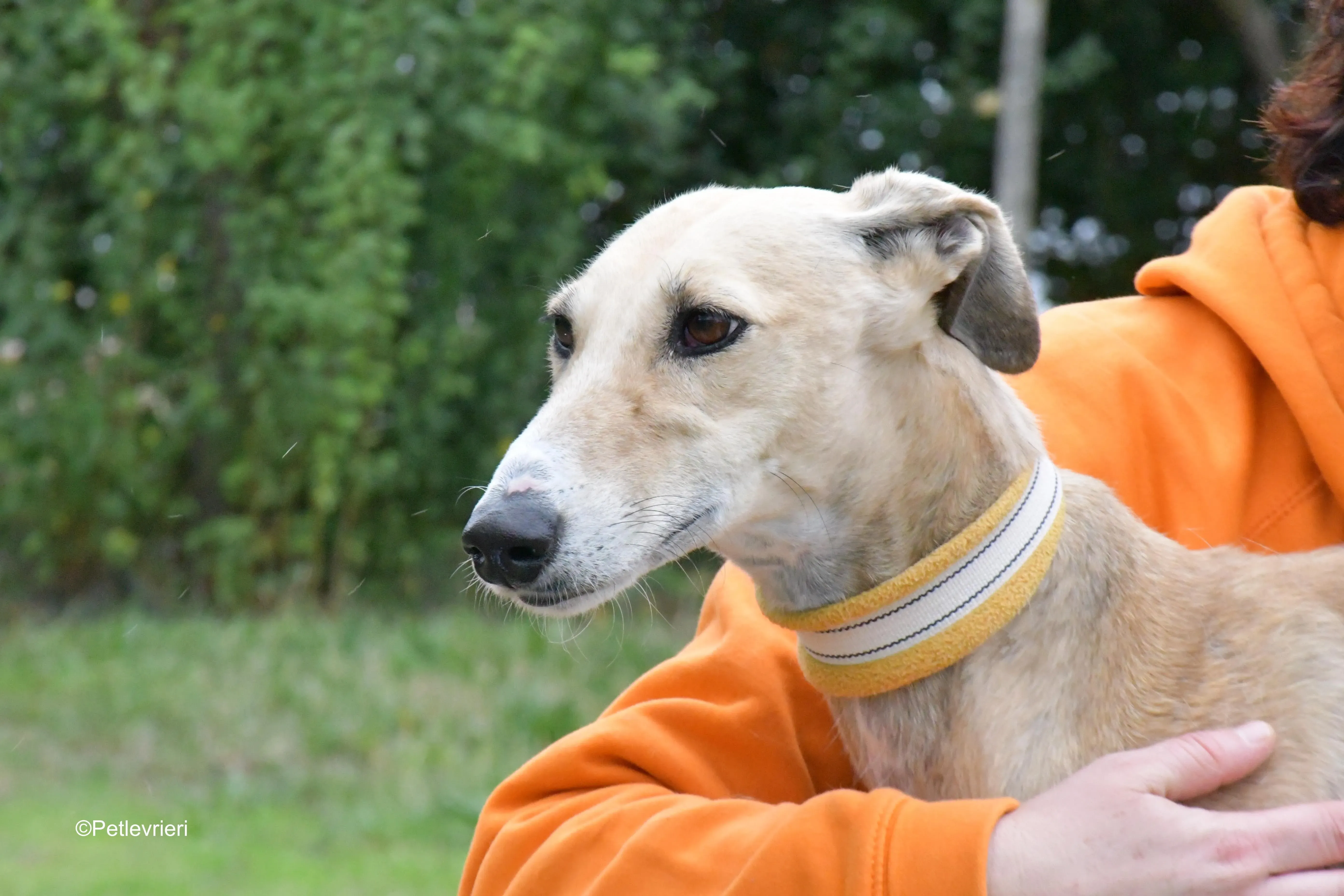 isabela adozione levrieri galgo 2