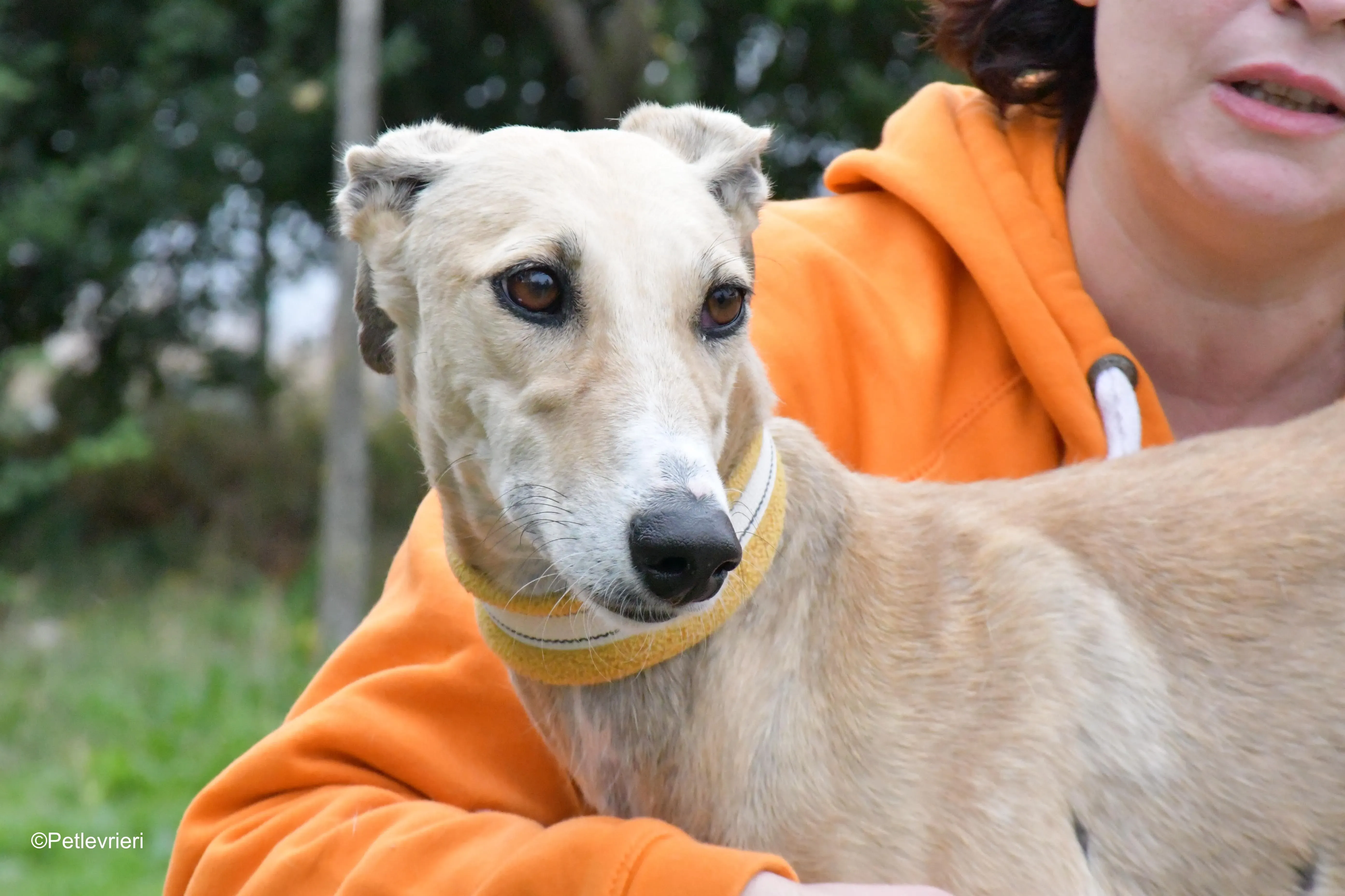 isabela adozione levrieri galgo 3