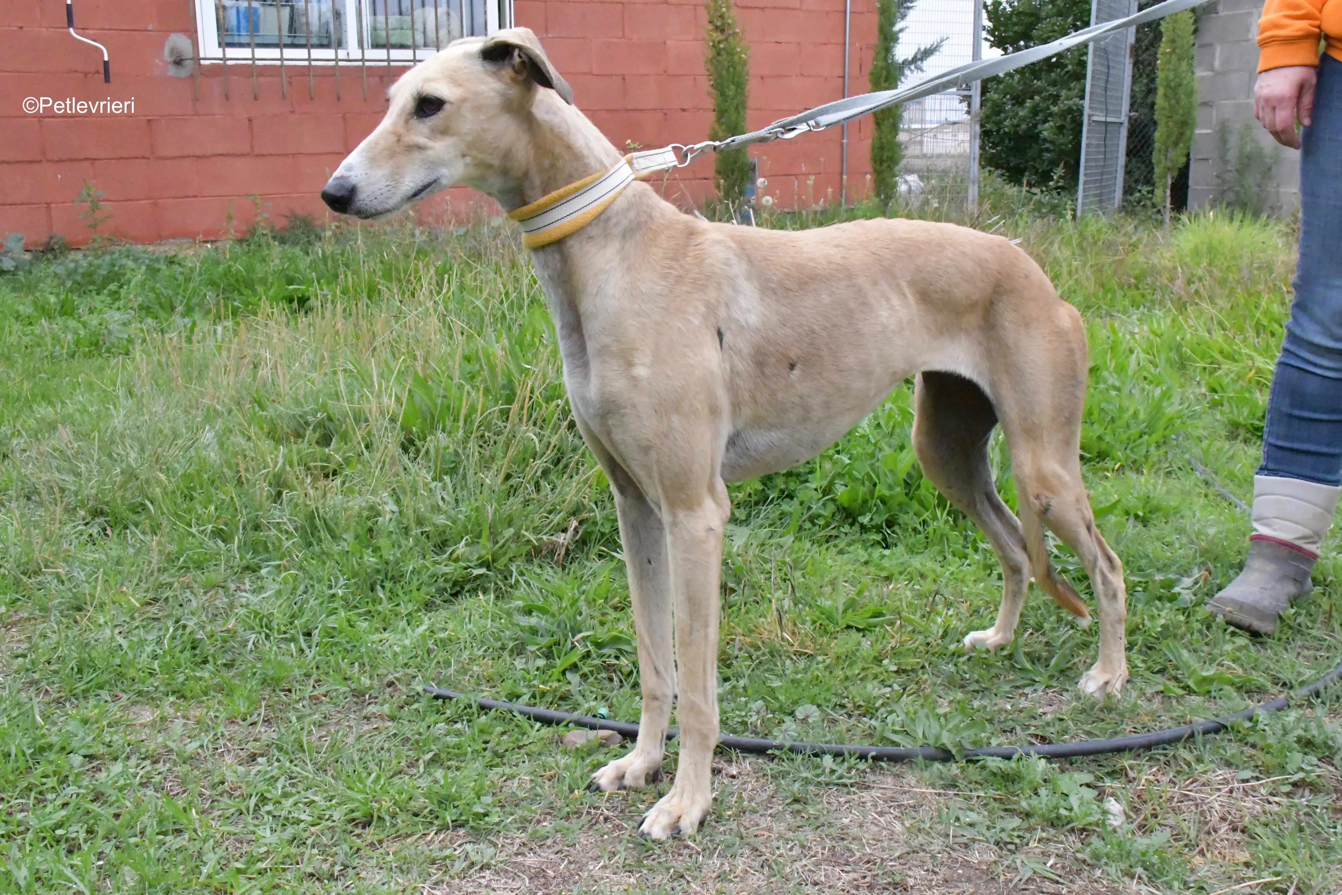 isabela adozione levrieri galgo 4