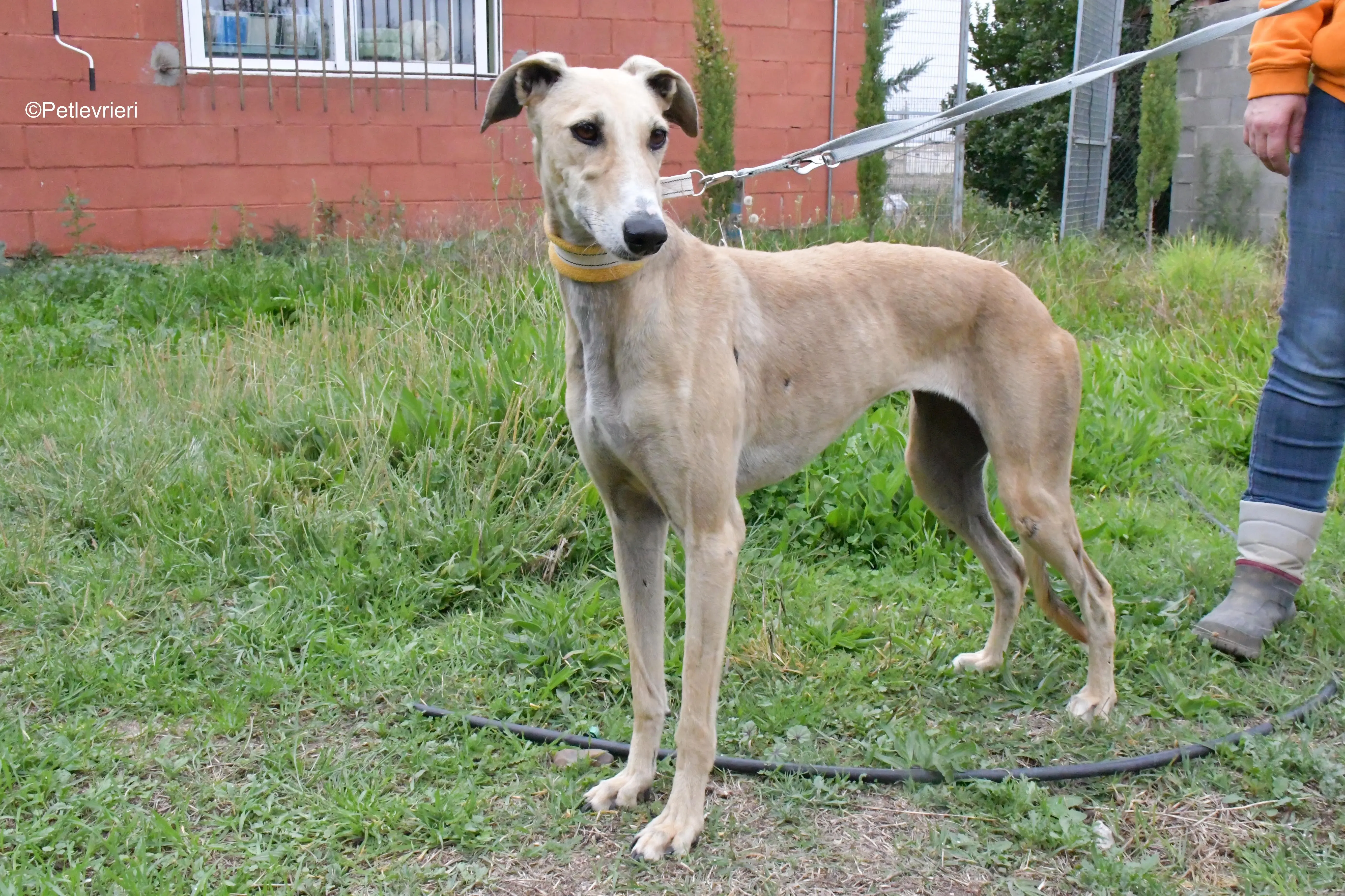 isabela adozione levrieri galgo 5