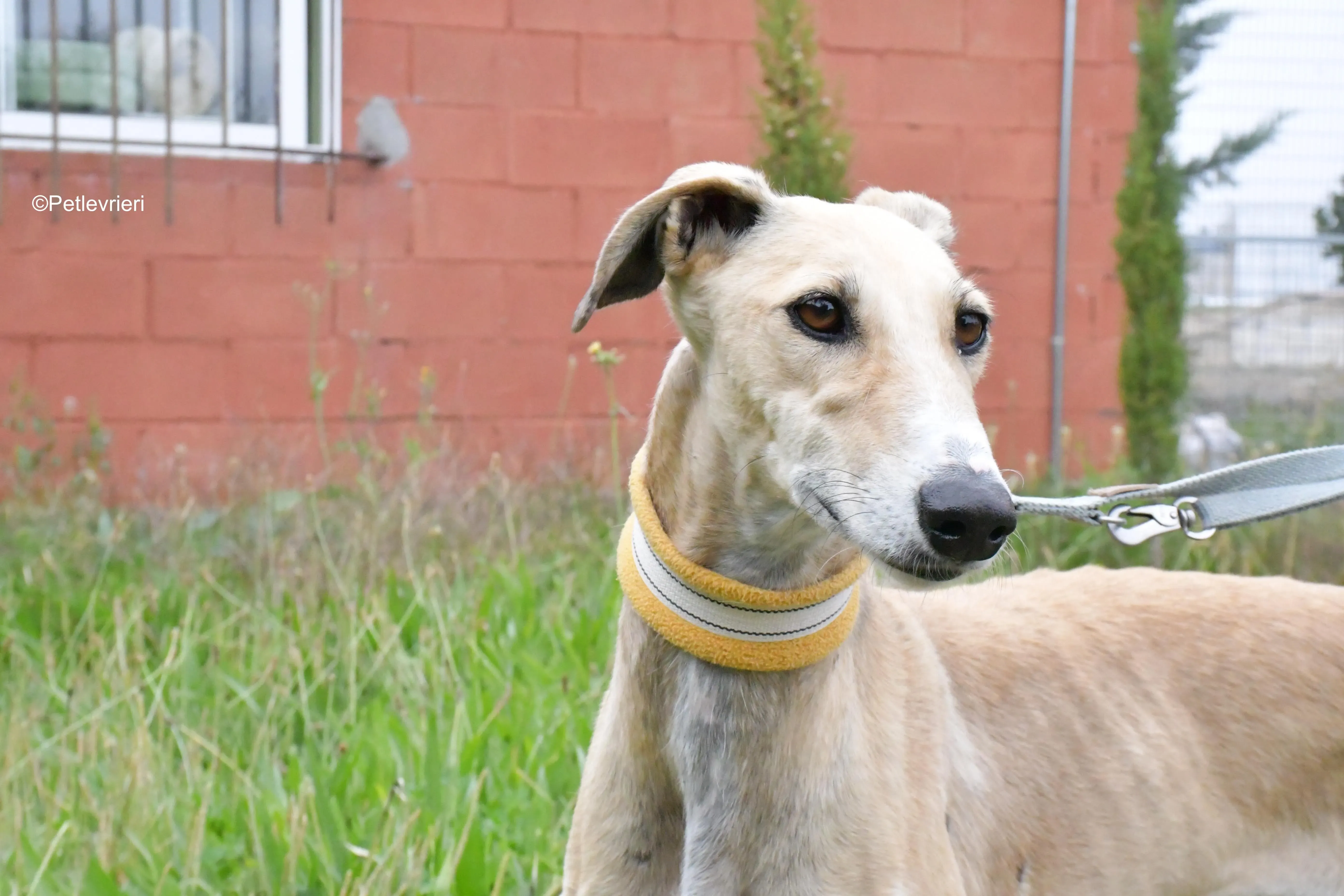 isabela adozione levrieri galgo 6