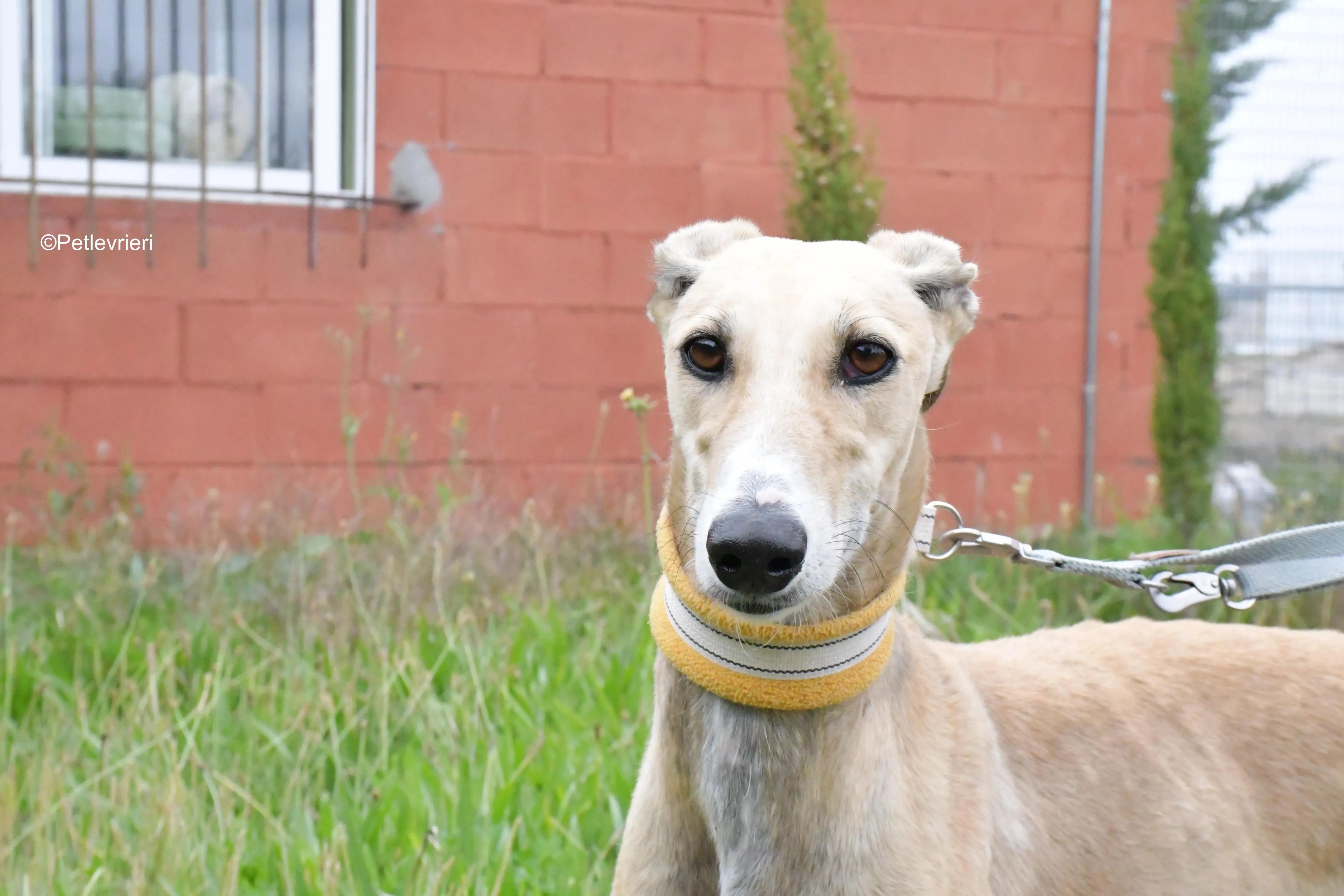 isabela adozione levrieri galgo 7