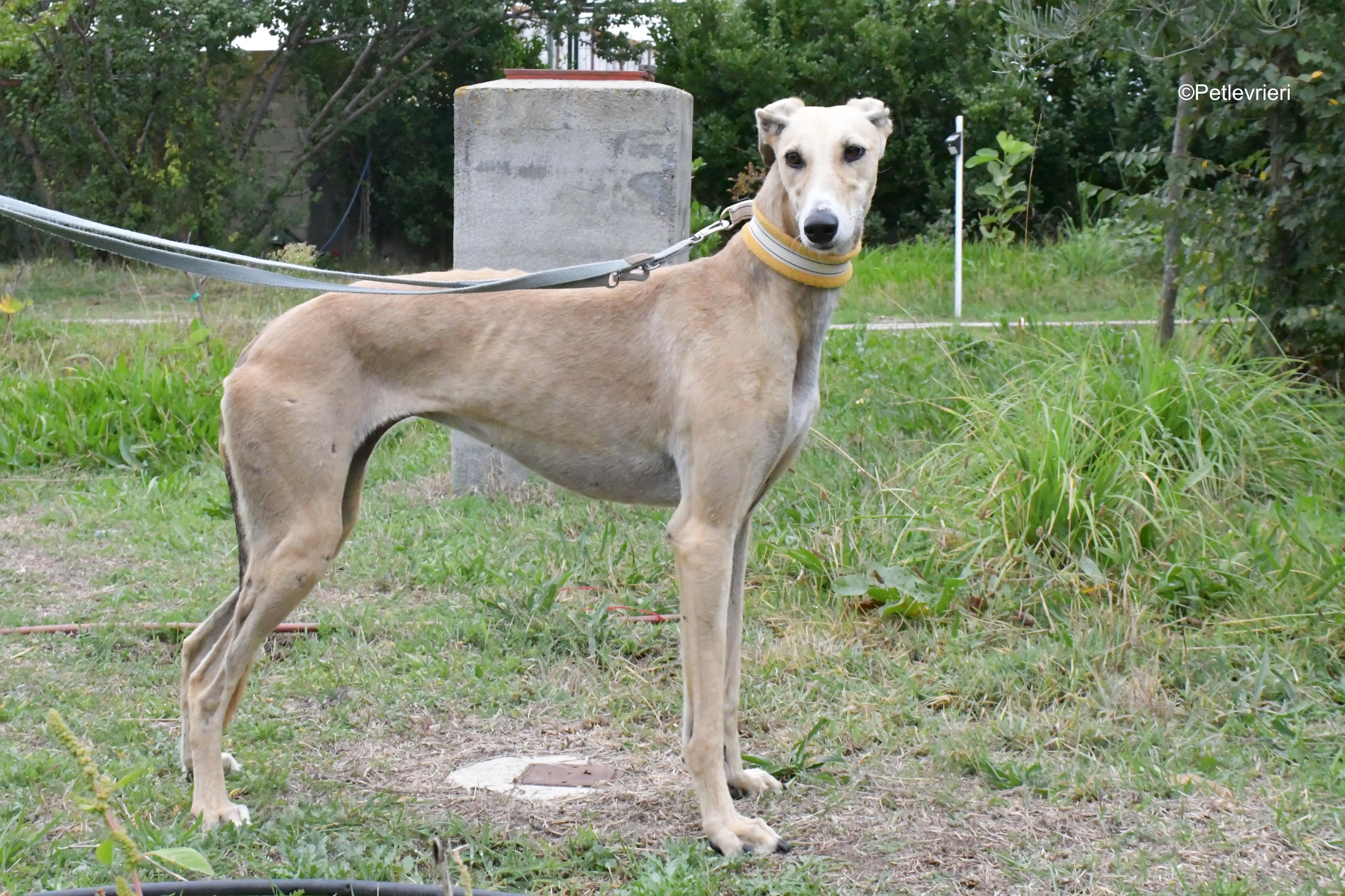isabela adozione levrieri galgo 8
