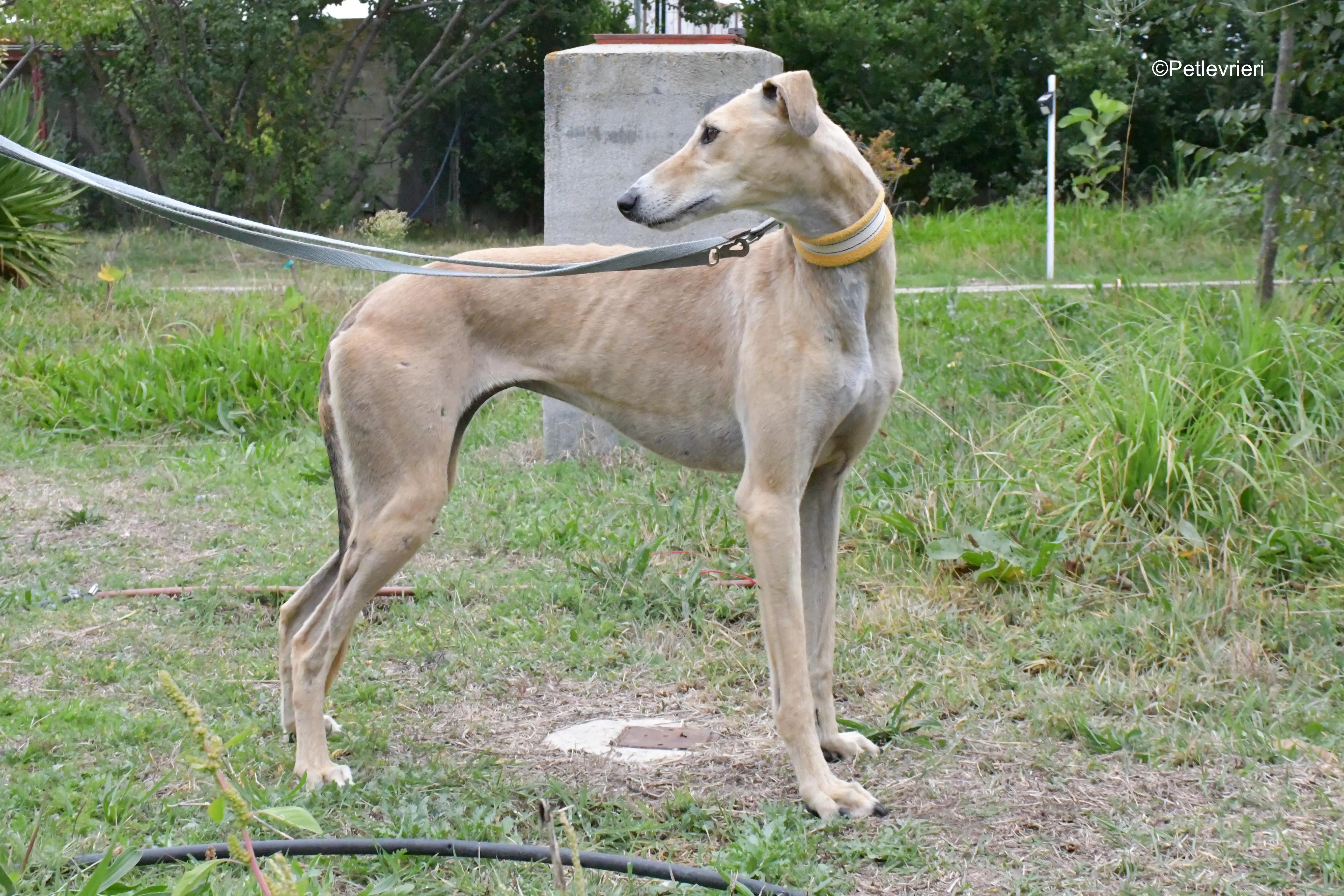 isabela adozione levrieri galgo 9