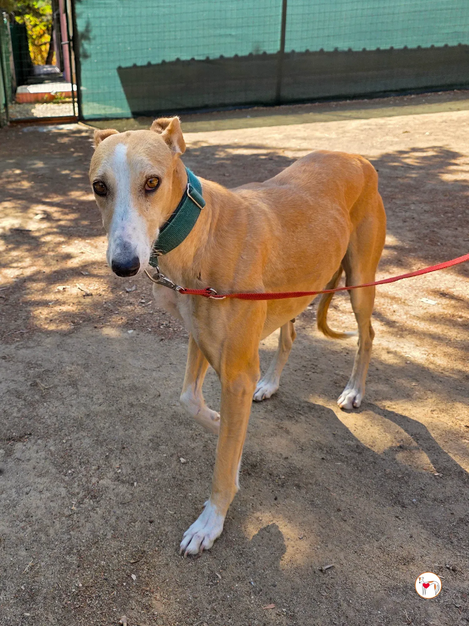 isabella grey spagna adozione 1