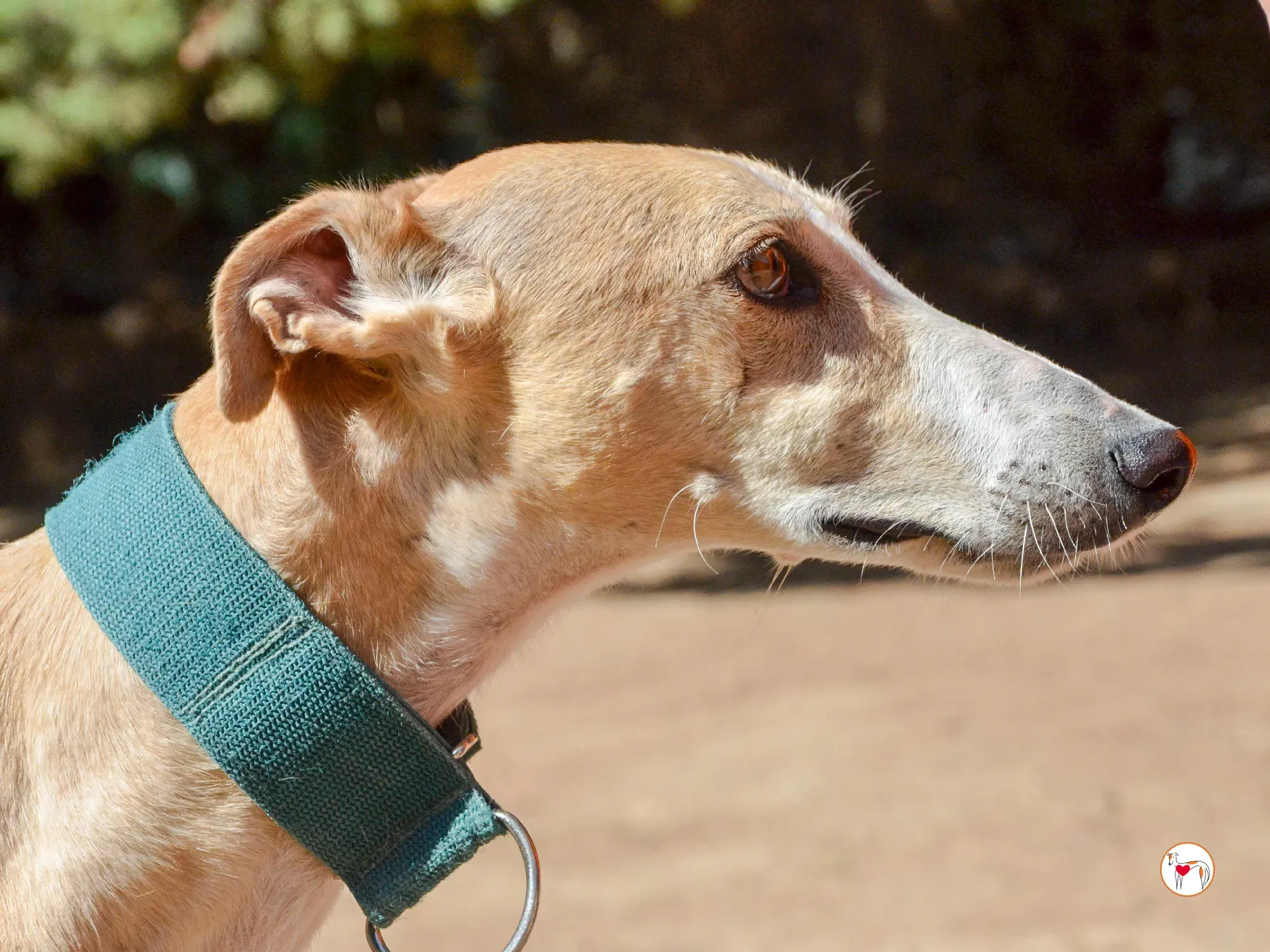 isabella grey spagna adozione 10