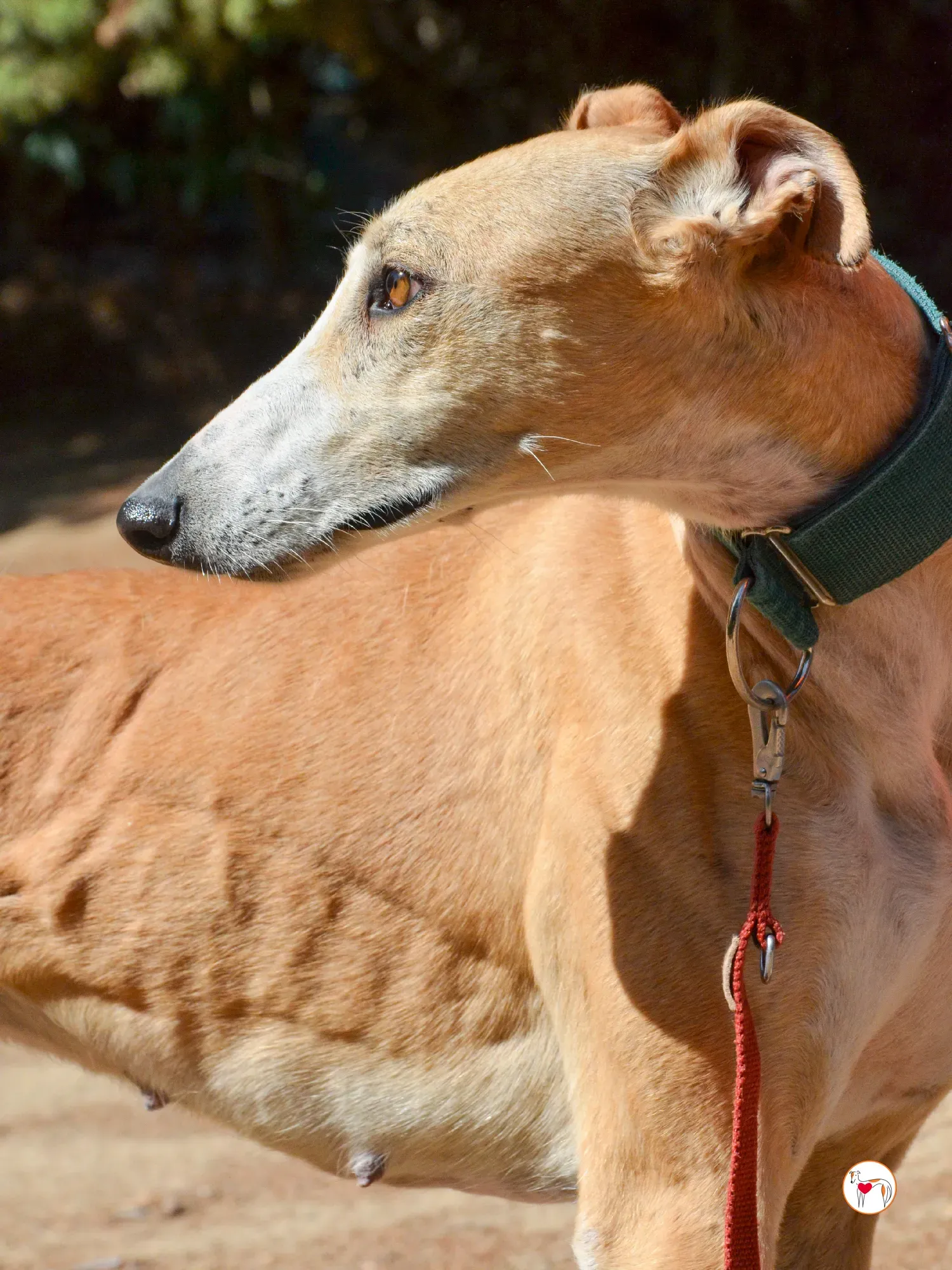 isabella grey spagna adozione 11