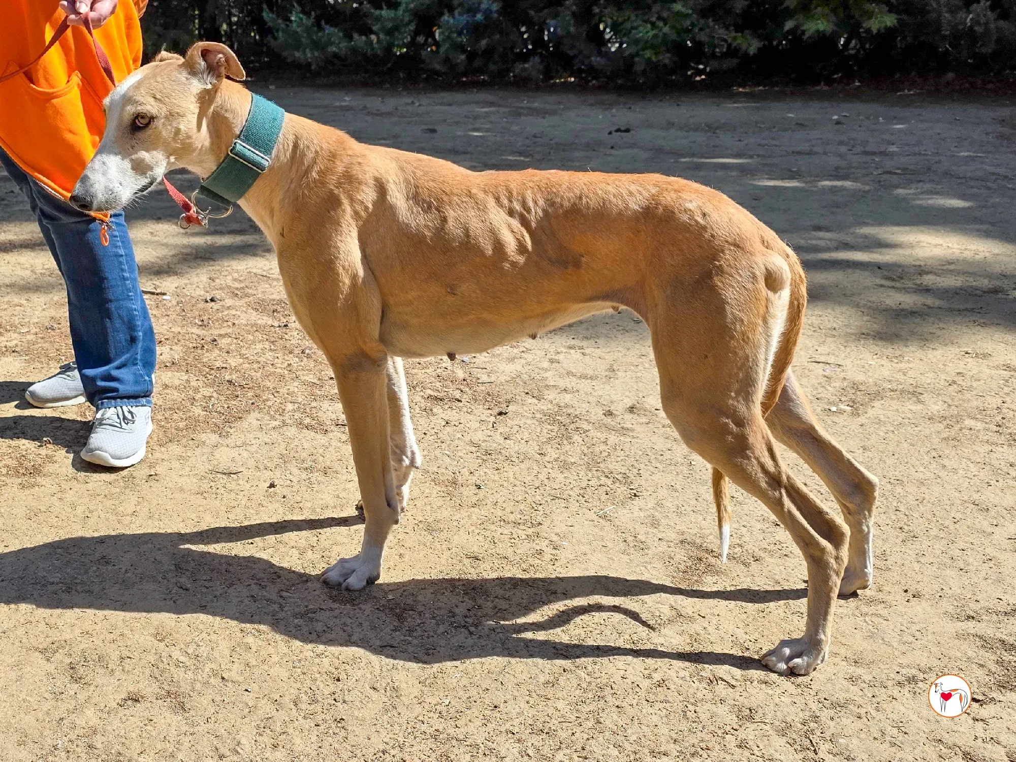 isabella grey spagna adozione 2