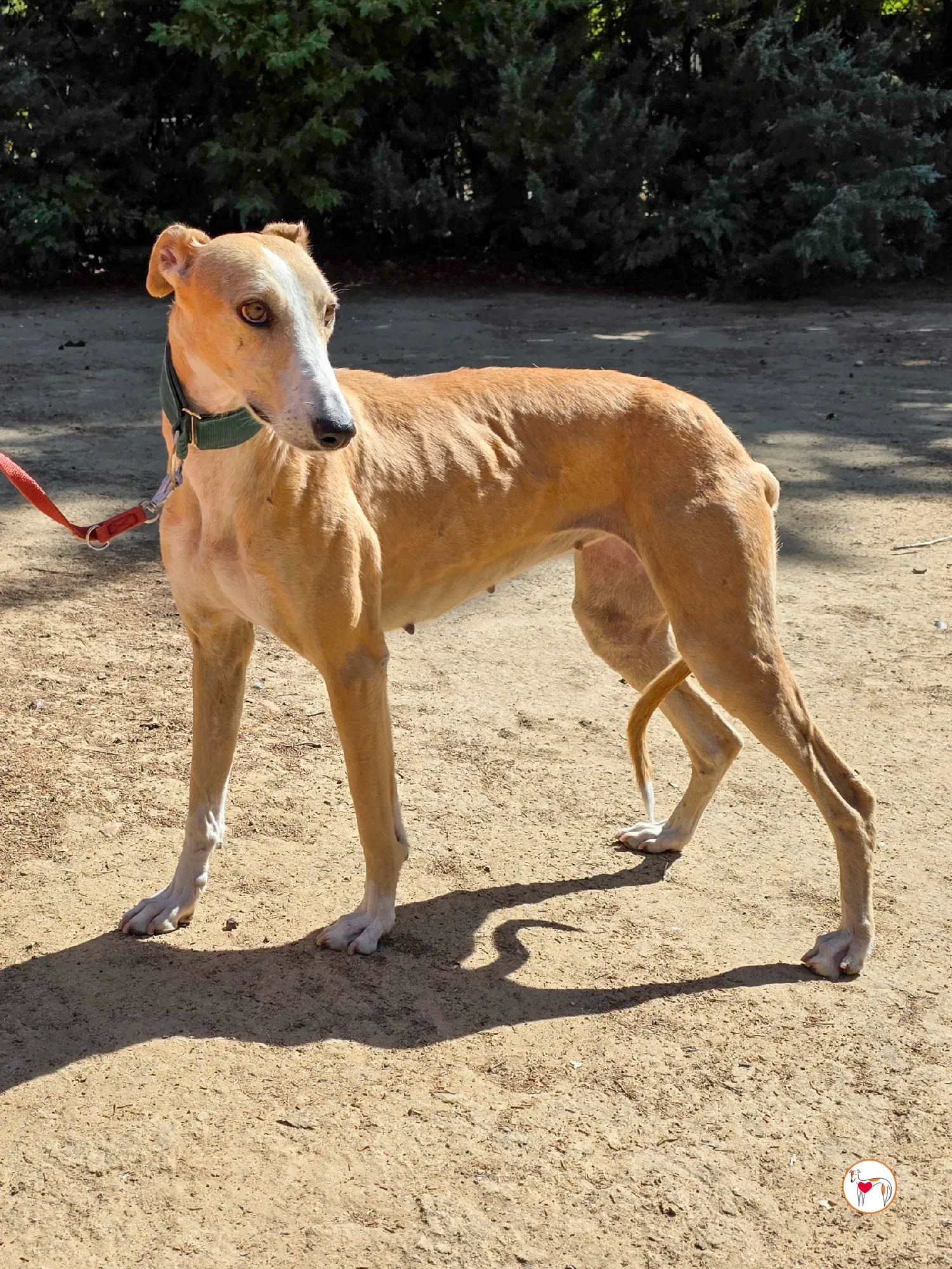 isabella grey spagna adozione 3