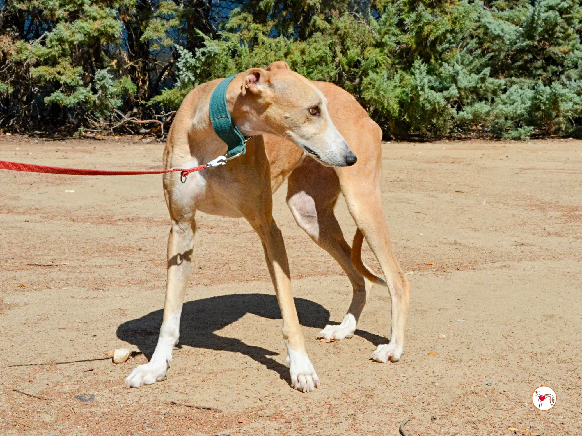 isabella grey spagna adozione 4