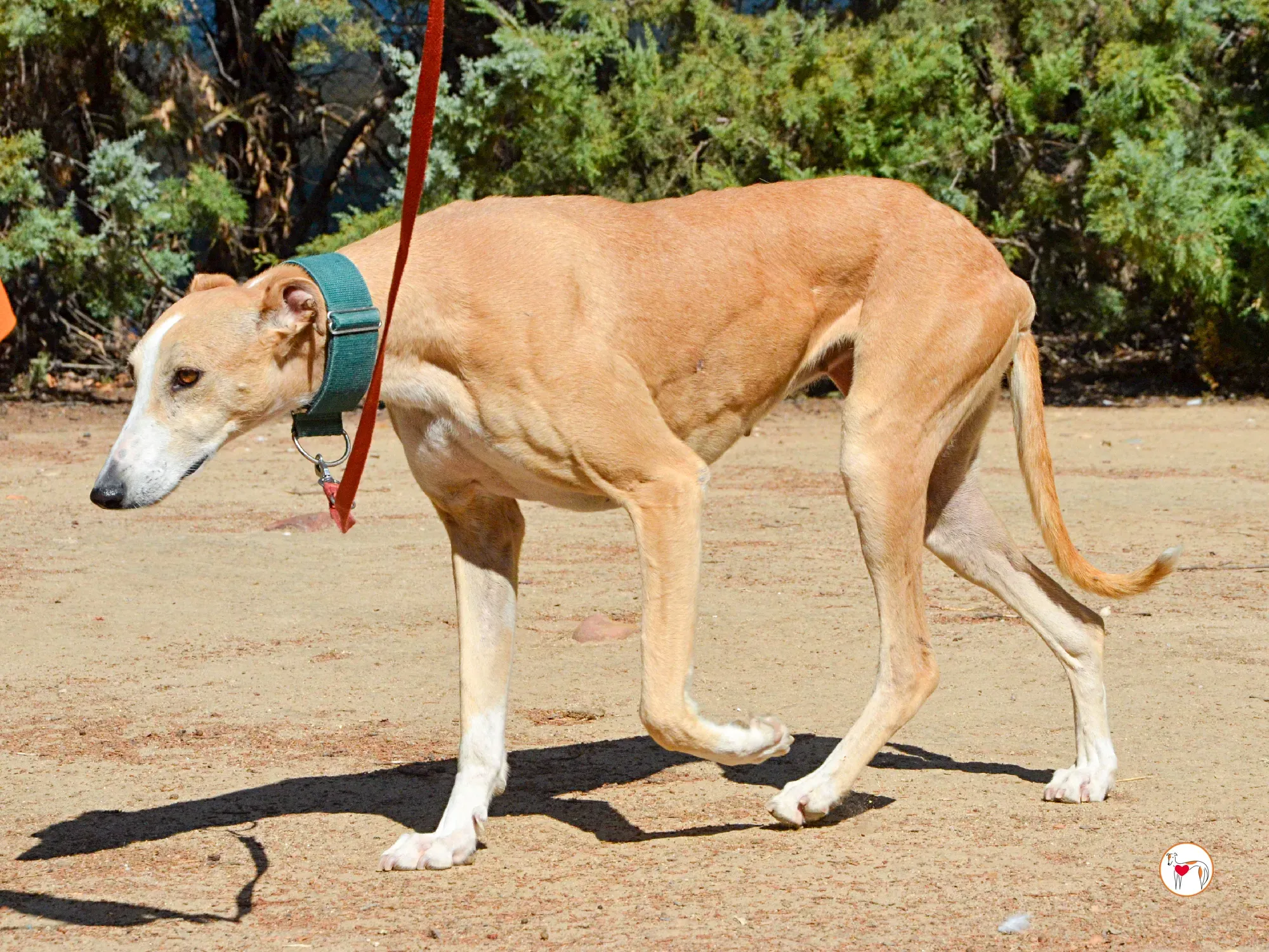 isabella grey spagna adozione 5