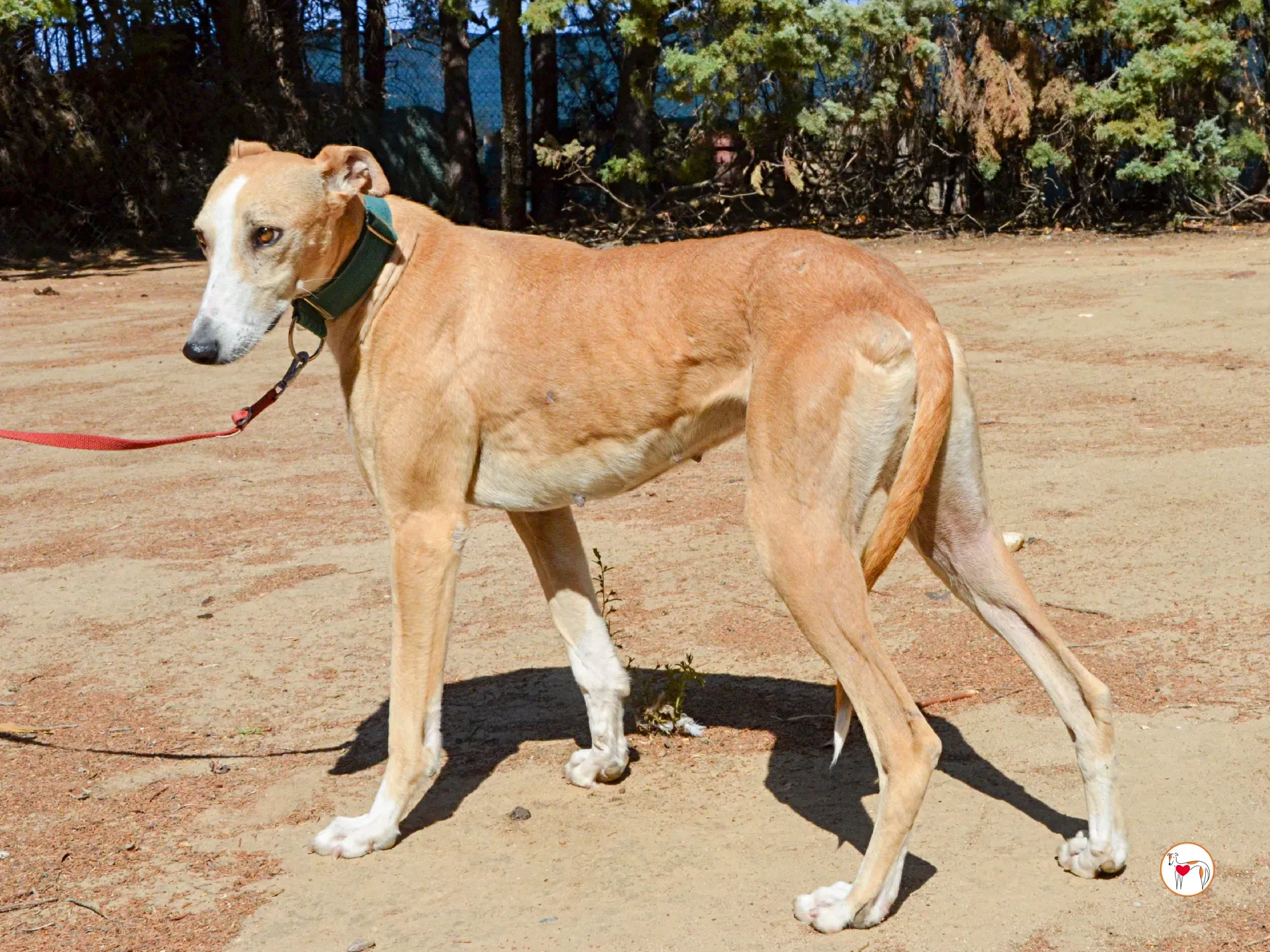 isabella grey spagna adozione 6