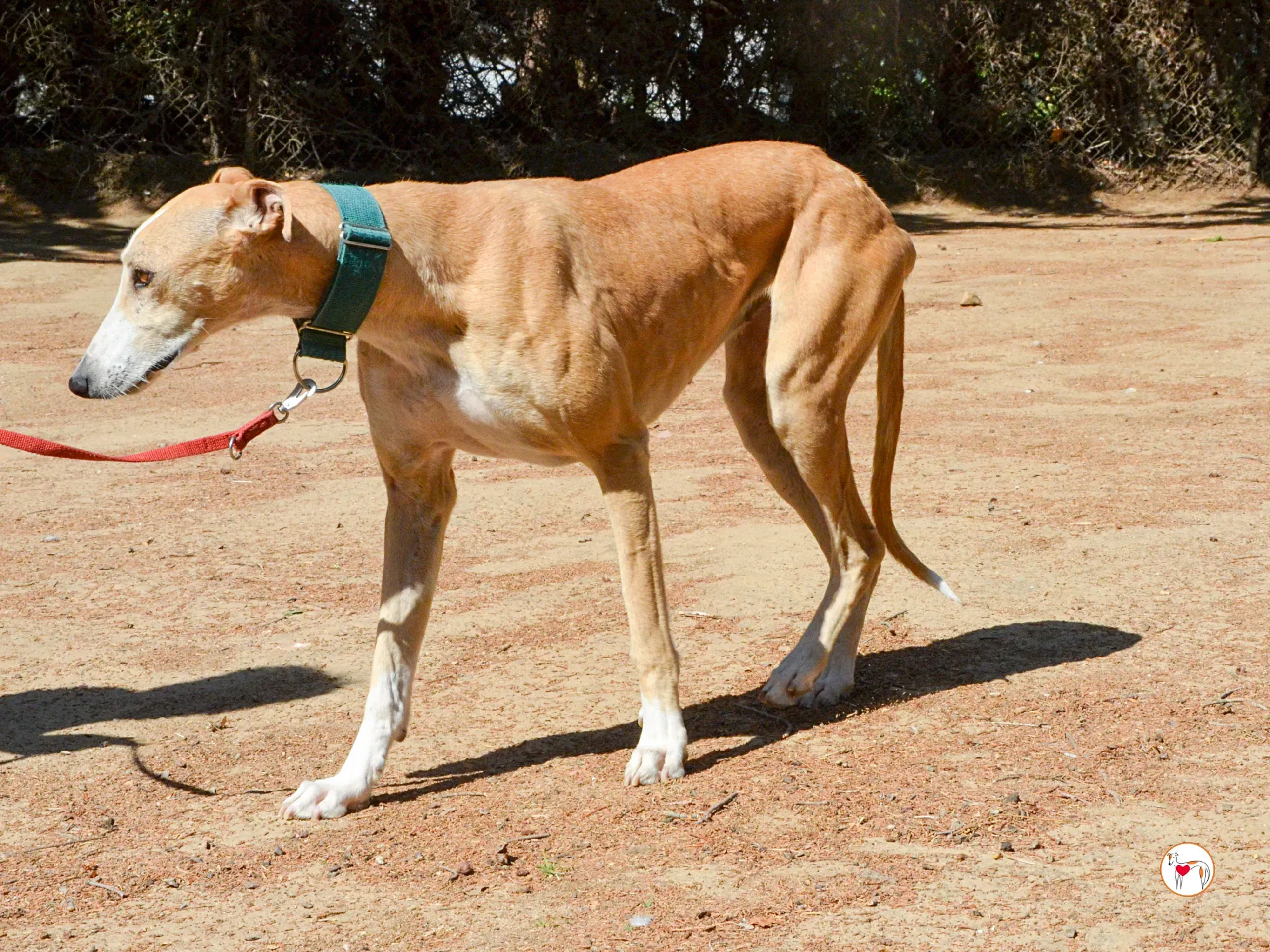 isabella grey spagna adozione 7