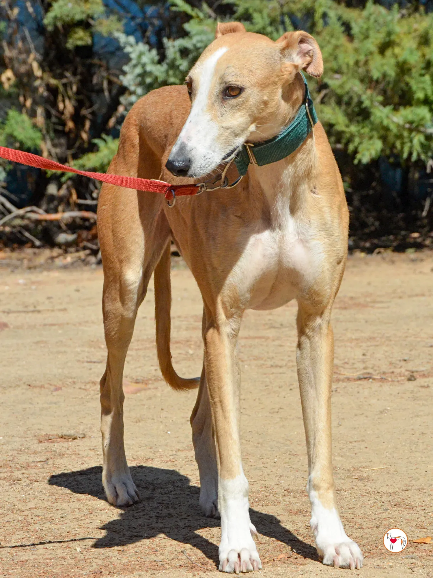 isabella grey spagna adozione 8