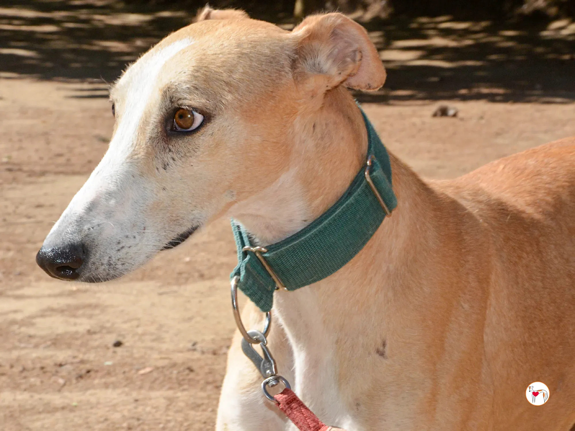 isabella grey spagna adozione 9