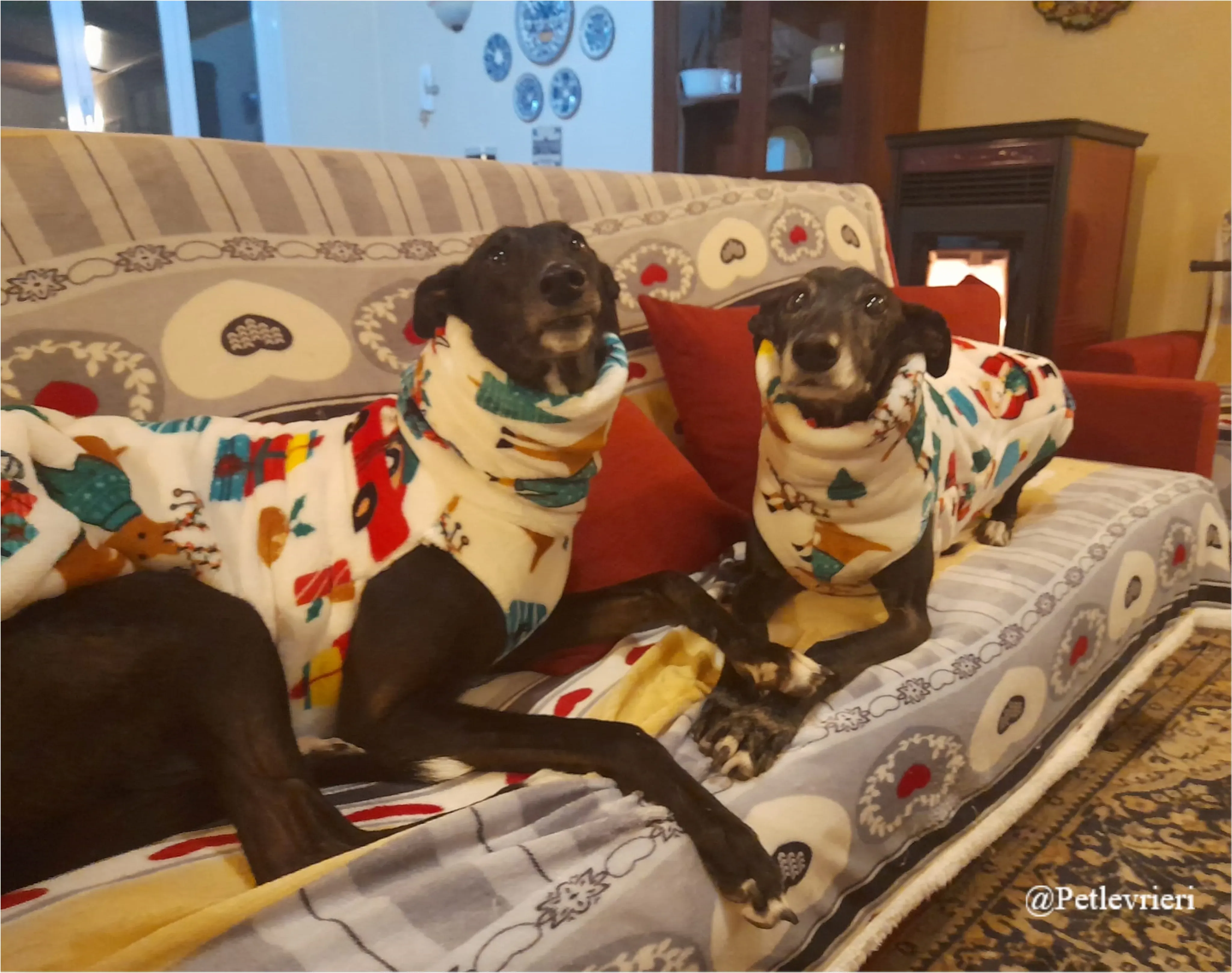 isabelle byron pet levrieri natale 2021