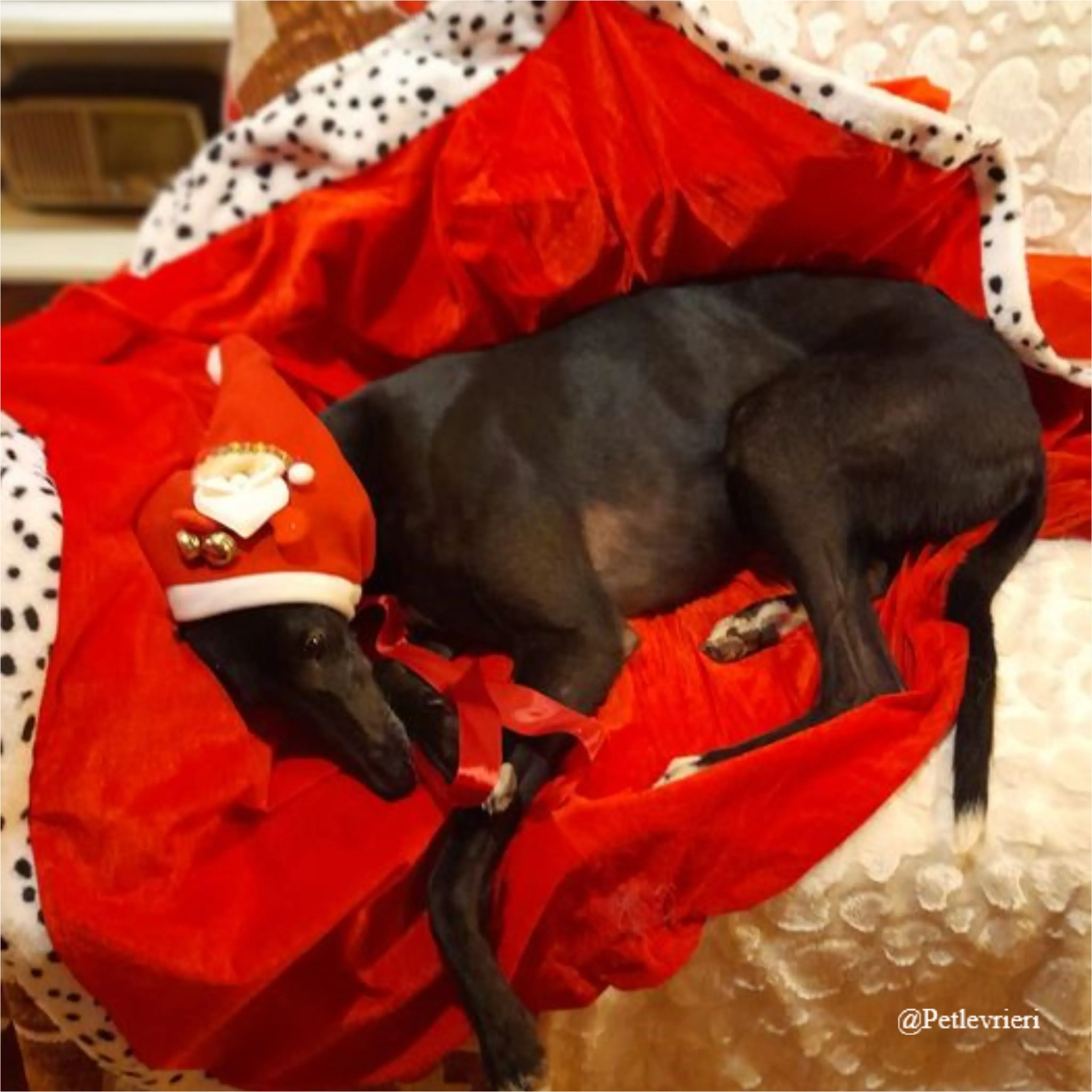 isabelle pet levrieri natale 2021