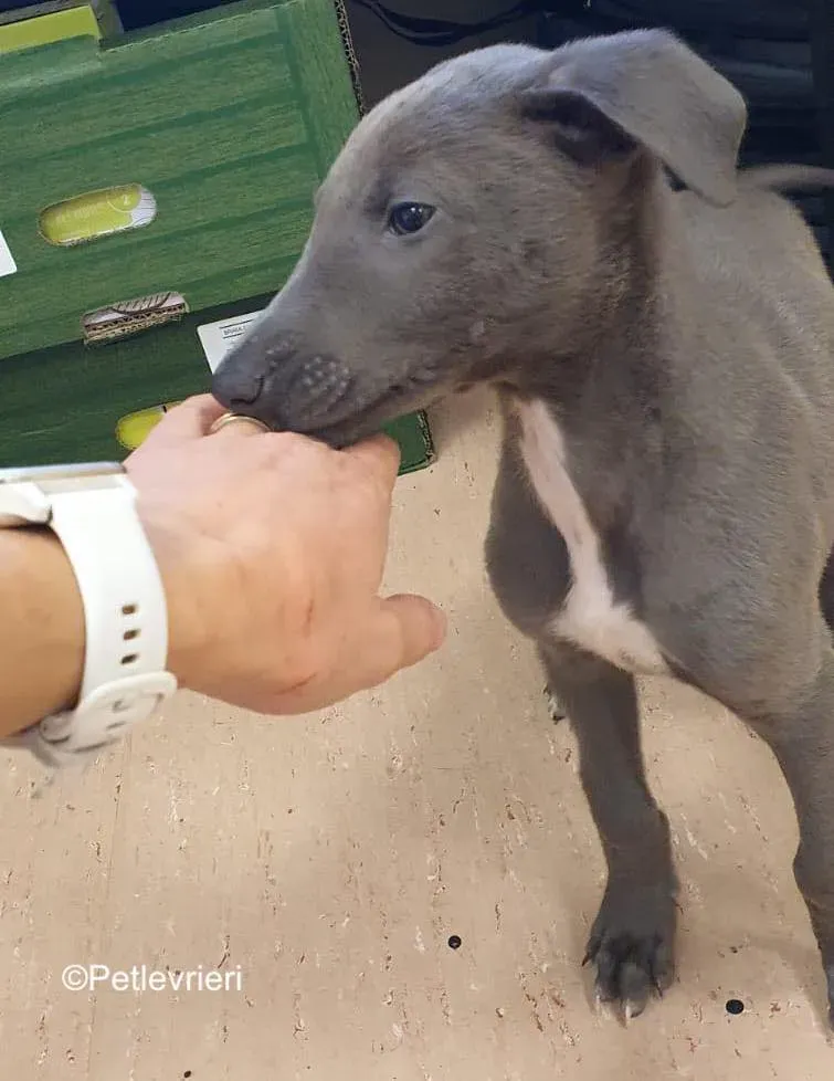 isak adozione levrieri greyhound 1 2