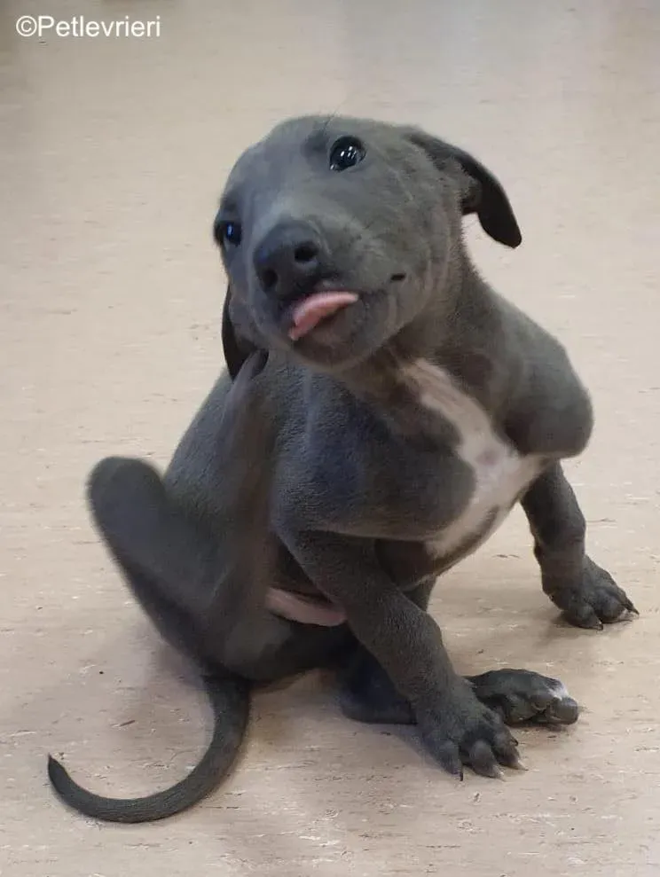 isak adozione levrieri greyhound 2 2